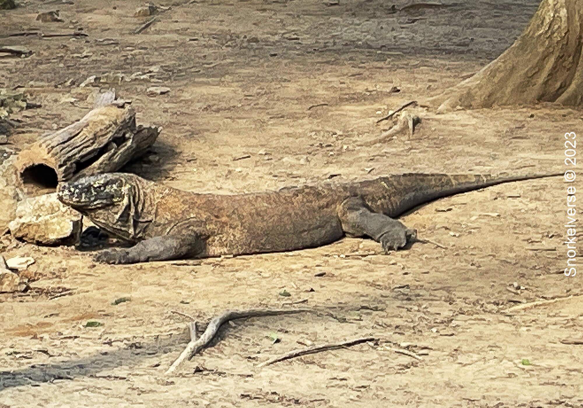Snorkeling the Jurassic Komodo National Park, Indonesia 16 Komodo Dragon, Komodo National Park