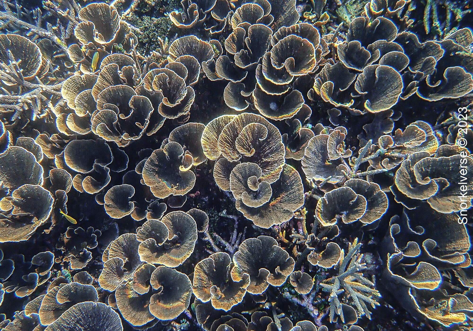 Snorkeling the Jurassic Komodo National Park, Indonesia 35 Lettuce coral, Long Pink Beach, Sanur Island
