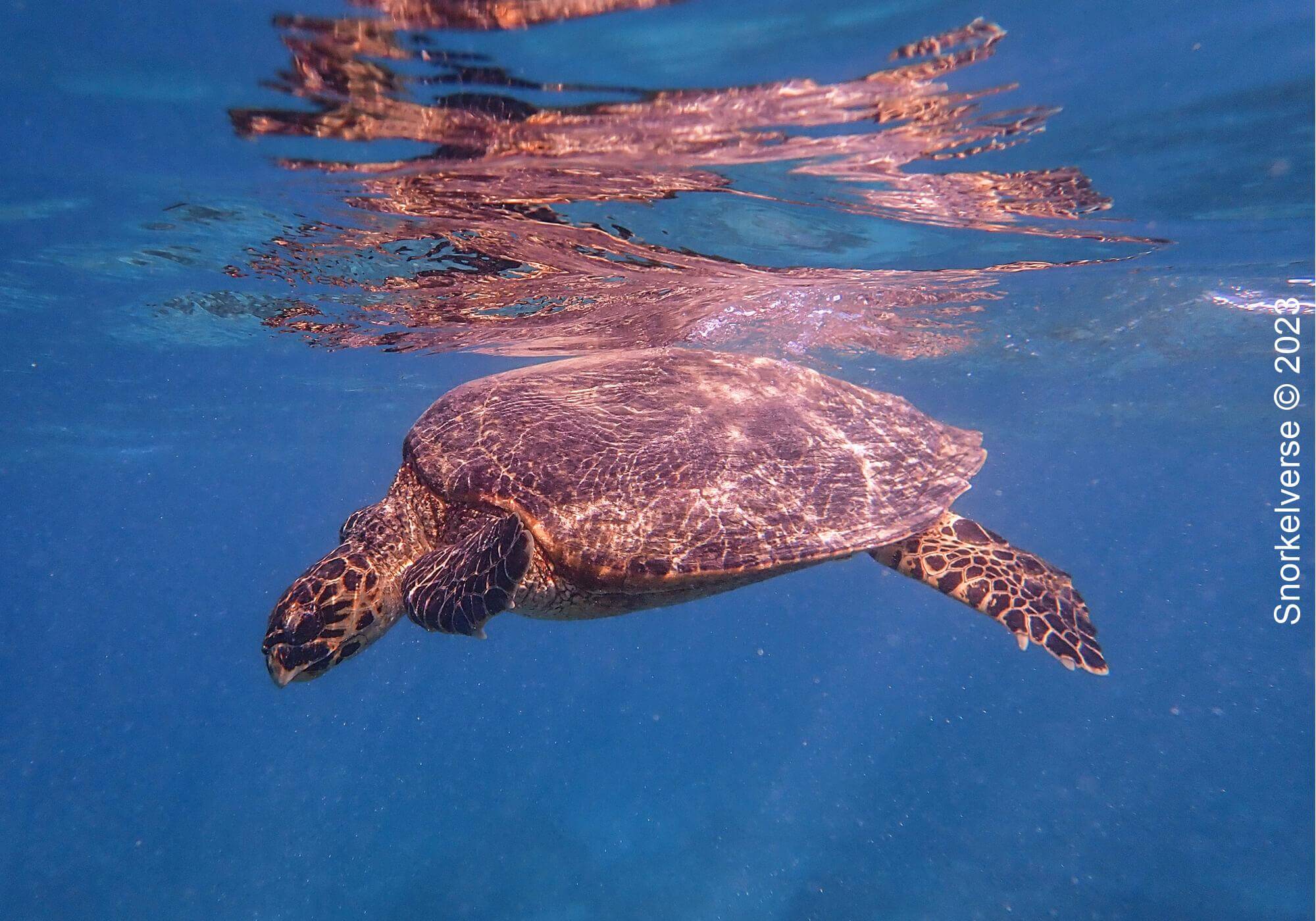 Snorkeling with turtles at Gili Meno 16 Loggerhead Turtle, Gili Meno, Bali