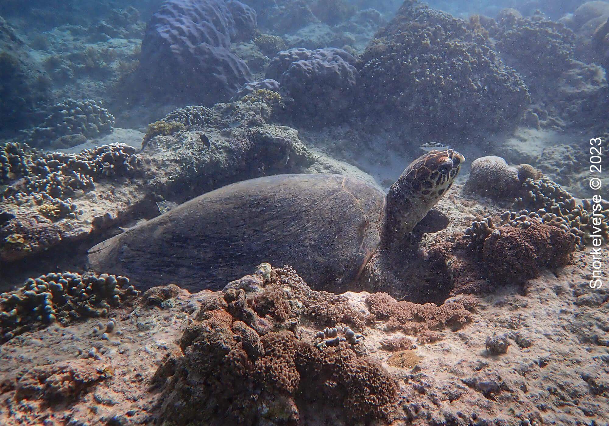 Snorkeling with turtles at Gili Meno 18 Loggerhead Turtle, Gili Meno, Bali