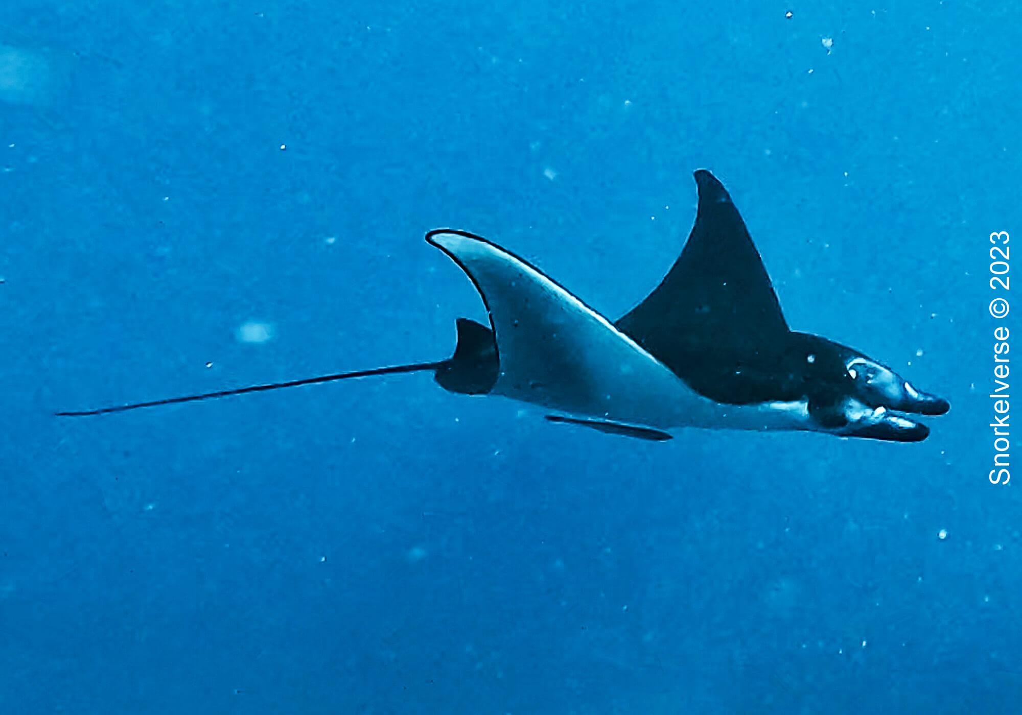 Reef Manta Ray, Manta Bay, Nusa Lombongan, Bali