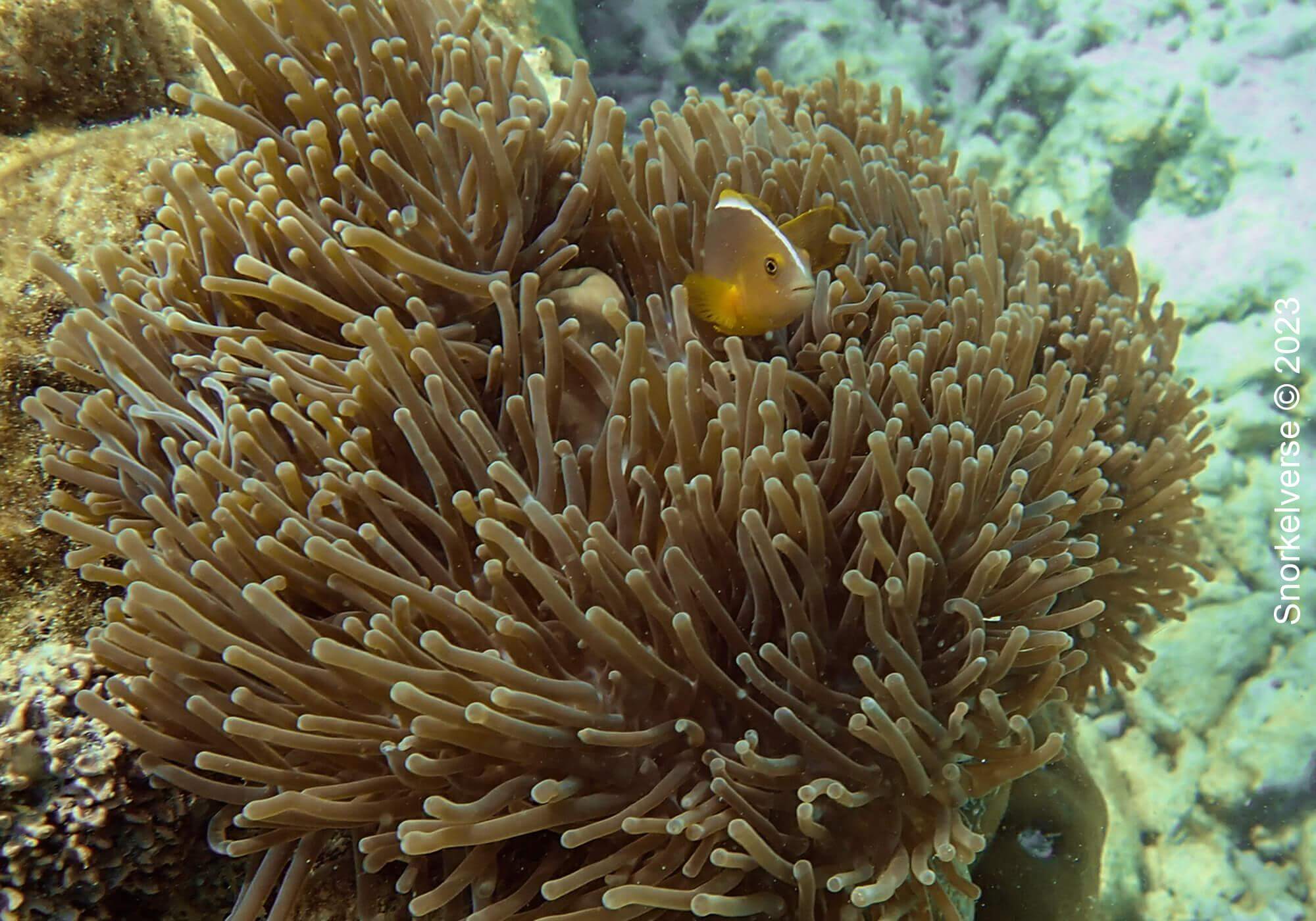 Snorkeling the popular Pattaya Beach, Koh Lipe 42 Nosestripe Anemonefish, Pattaya Beach, Koh Lipe