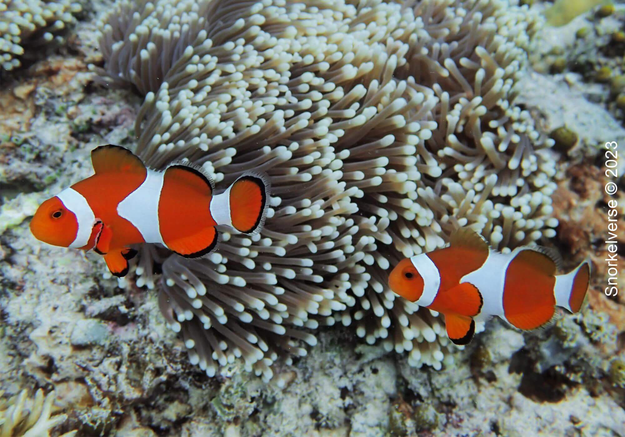 Snorkeling with turtles at Gili Meno 33 Oscellaris Clownfish, Gili Meno, Bali
