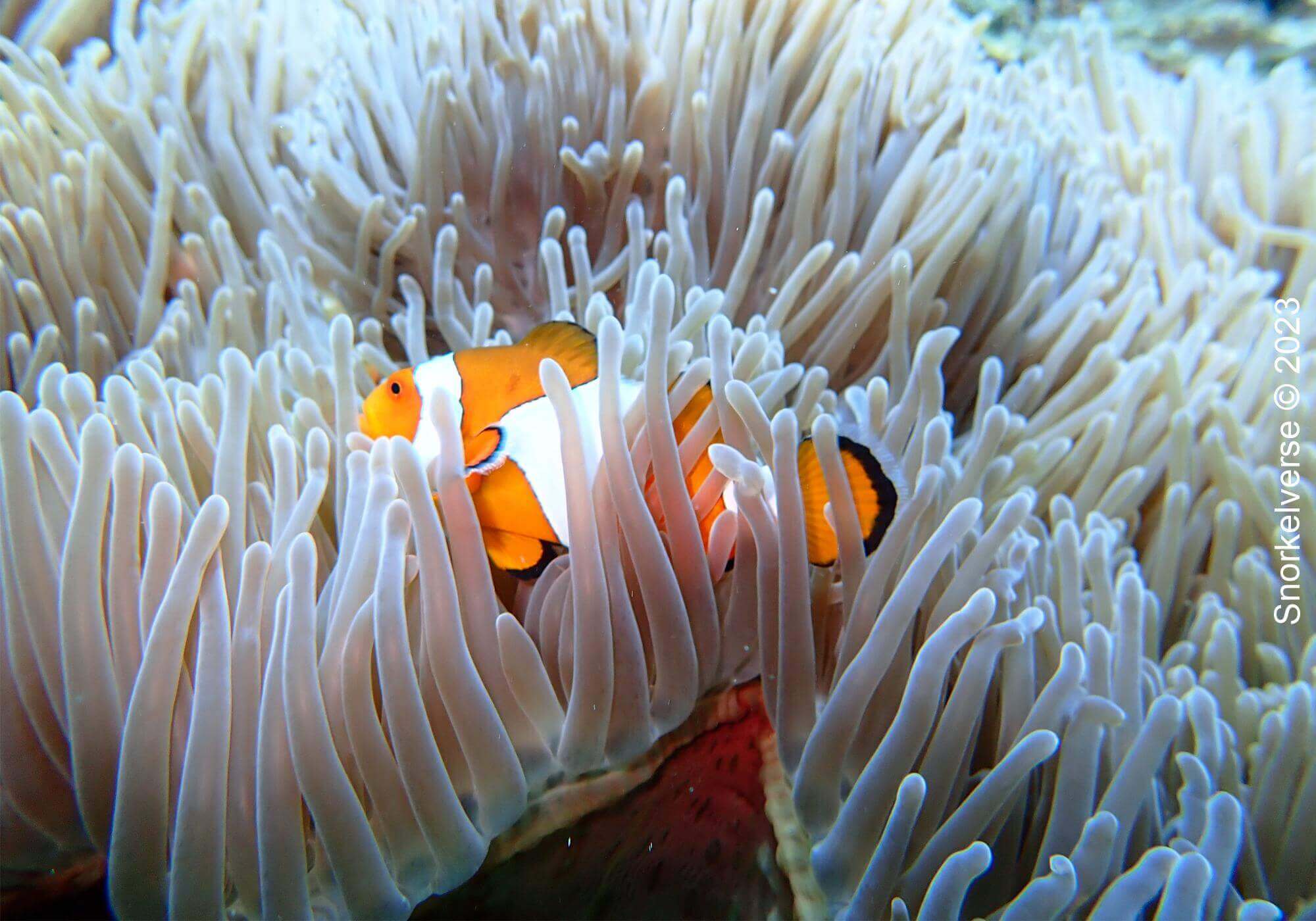 Oscellaris Clownfish, Turtle Paradise, Gili Meno