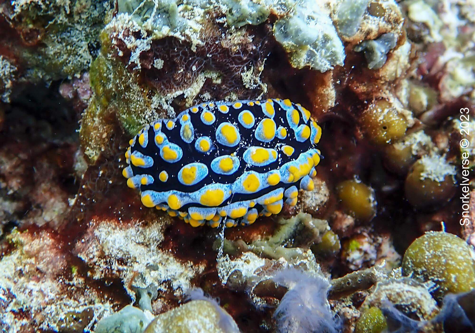 Snorkeling with turtles at Gili Meno 32 Phyllidia Varicosa Nudibranch, Gili Meno, Bali