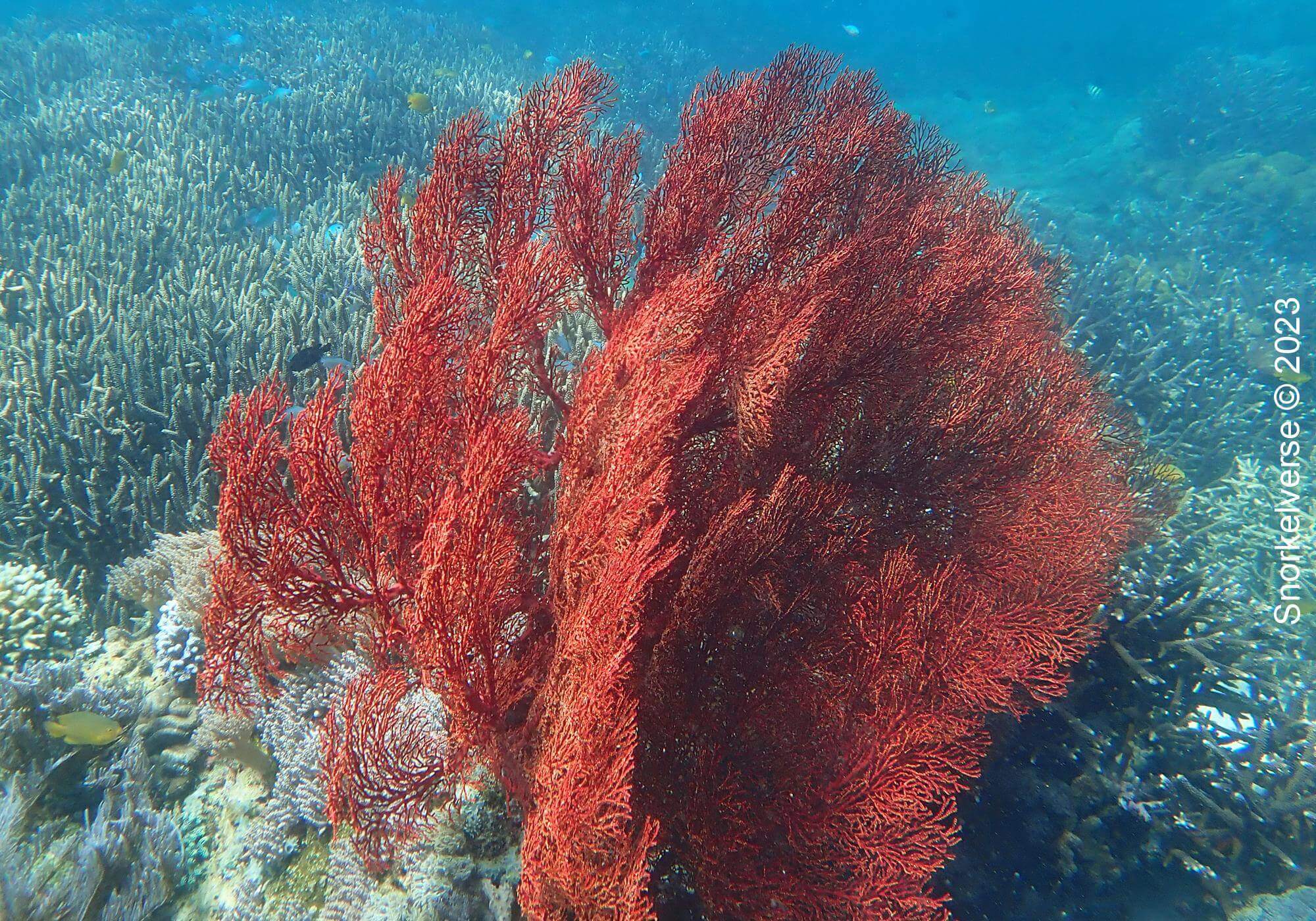 Snorkeling the enchanting Pink Beach, Komodo Islands 21 Red Fan Coral, Pink Beach, Komodo National Park, Indonesia