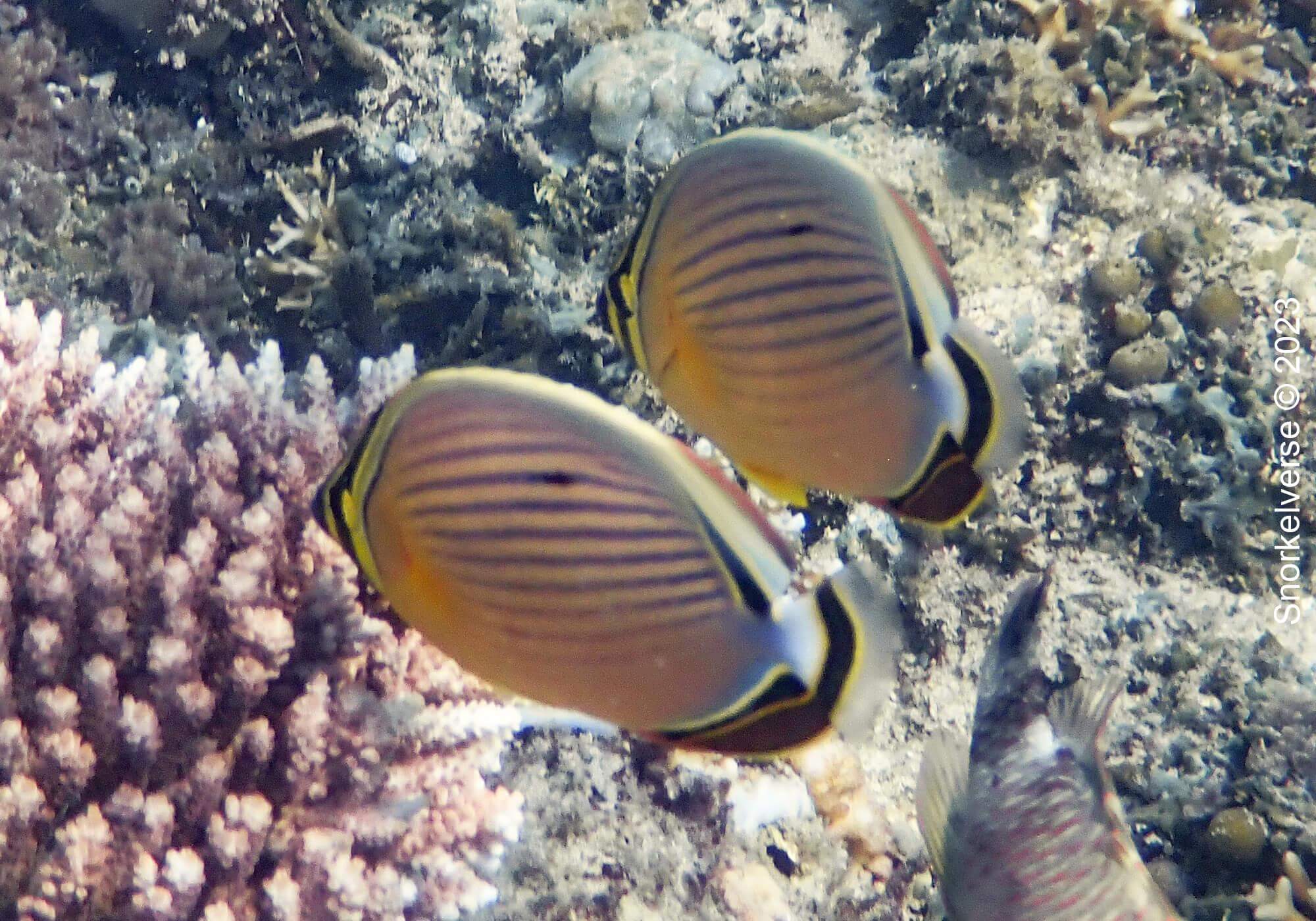 Redfin Butterflyfish, Gili Air, Bali