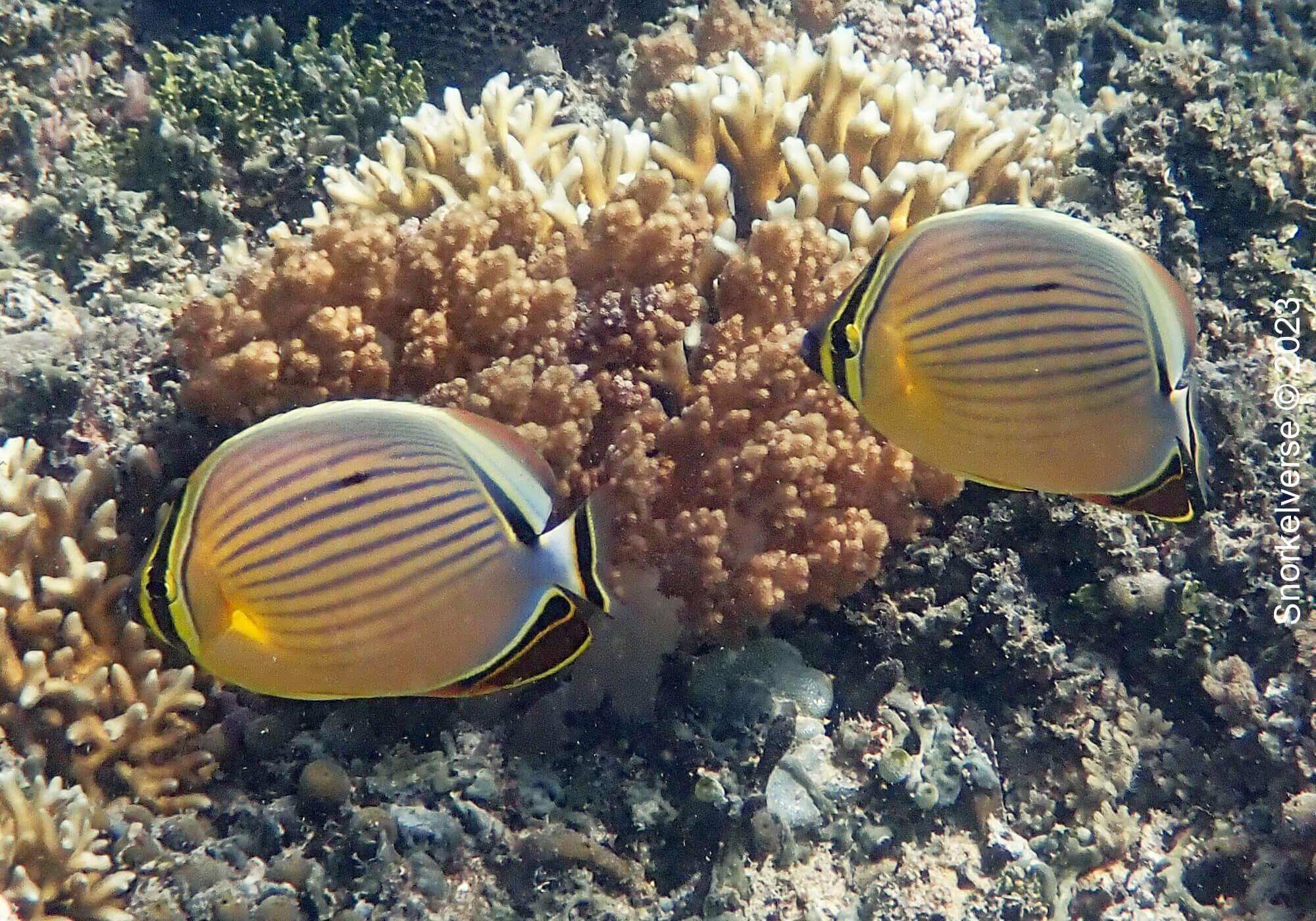 Parrotfish and Butterflyfish, Coral Island