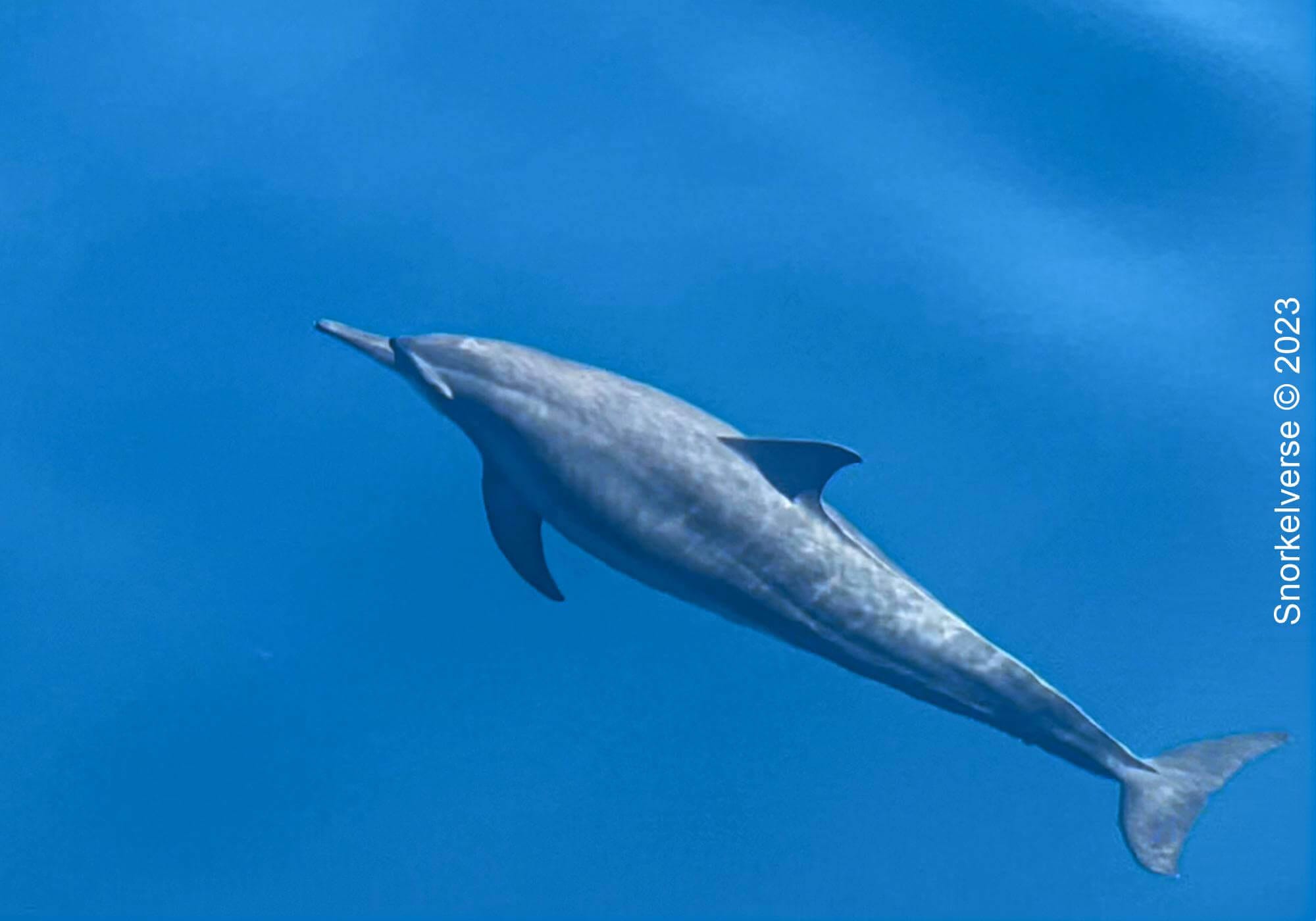 Spinner Dolphin Komodo National Park