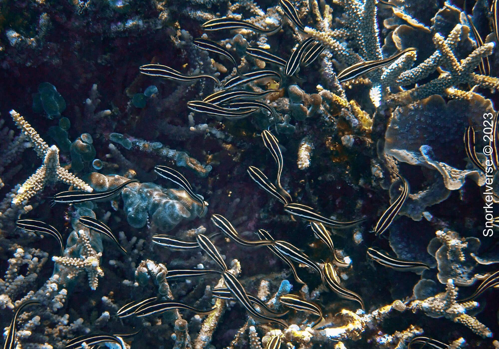 Snorkeling the Jurassic Komodo National Park, Indonesia 39 Striped Eel Catfish swimming at Long Pink Beach, Sanur Island, Indonesia