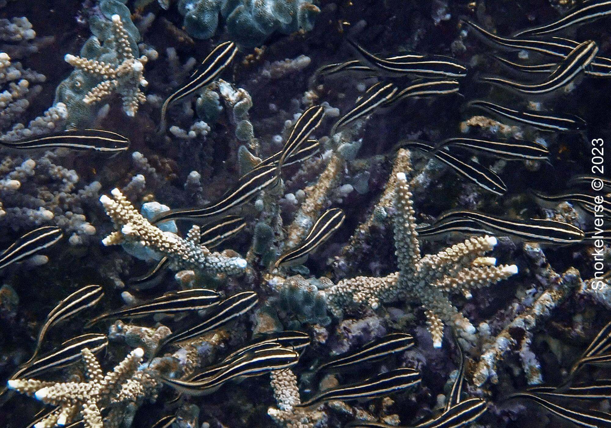 Snorkeling the Jurassic Komodo National Park, Indonesia 38 Striped Eel Catfish swimming at Long Pink Beach, Sanur Island, Indonesia