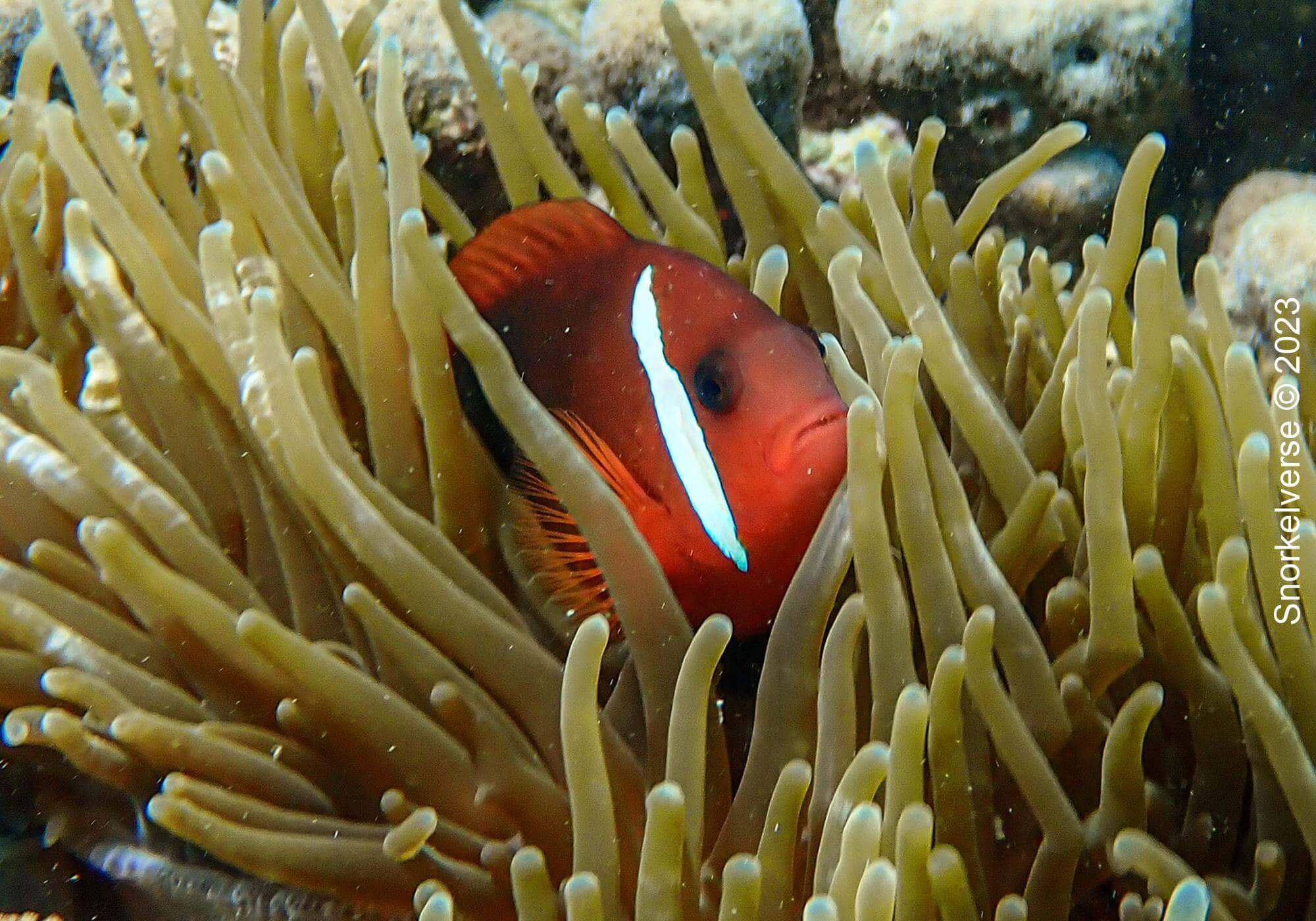 Snorkeling the enchanting Pink Beach, Komodo Islands 23 Tomato Anemonefish, Pink Beach, Komodo National Park, Indonesia