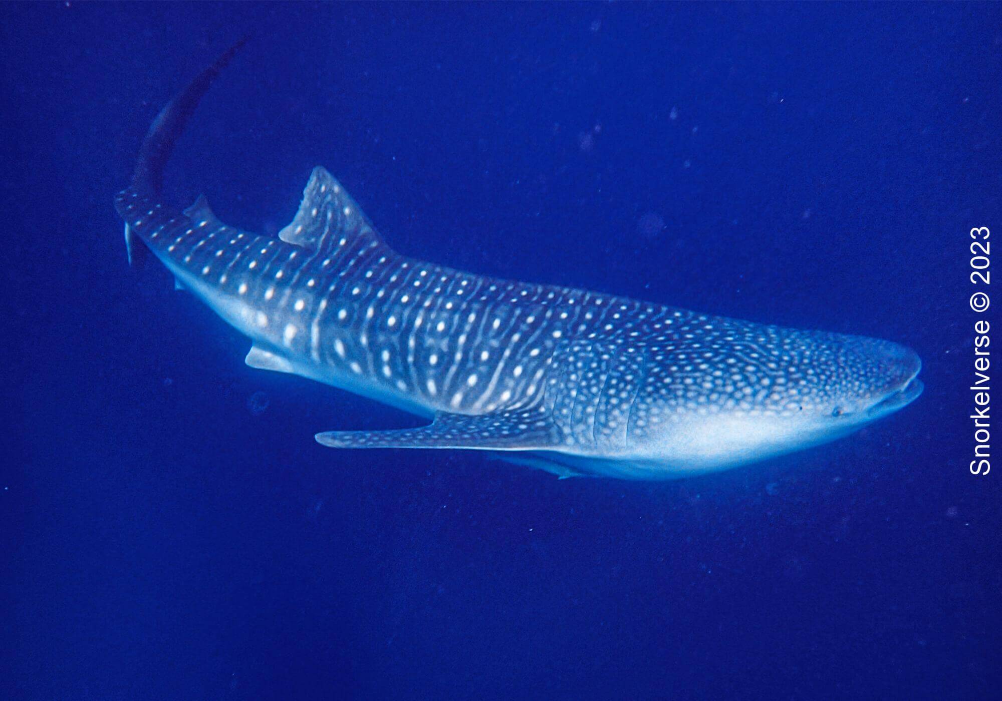 Whale Shark, Saleh Bay, Sumbawa Indonesia