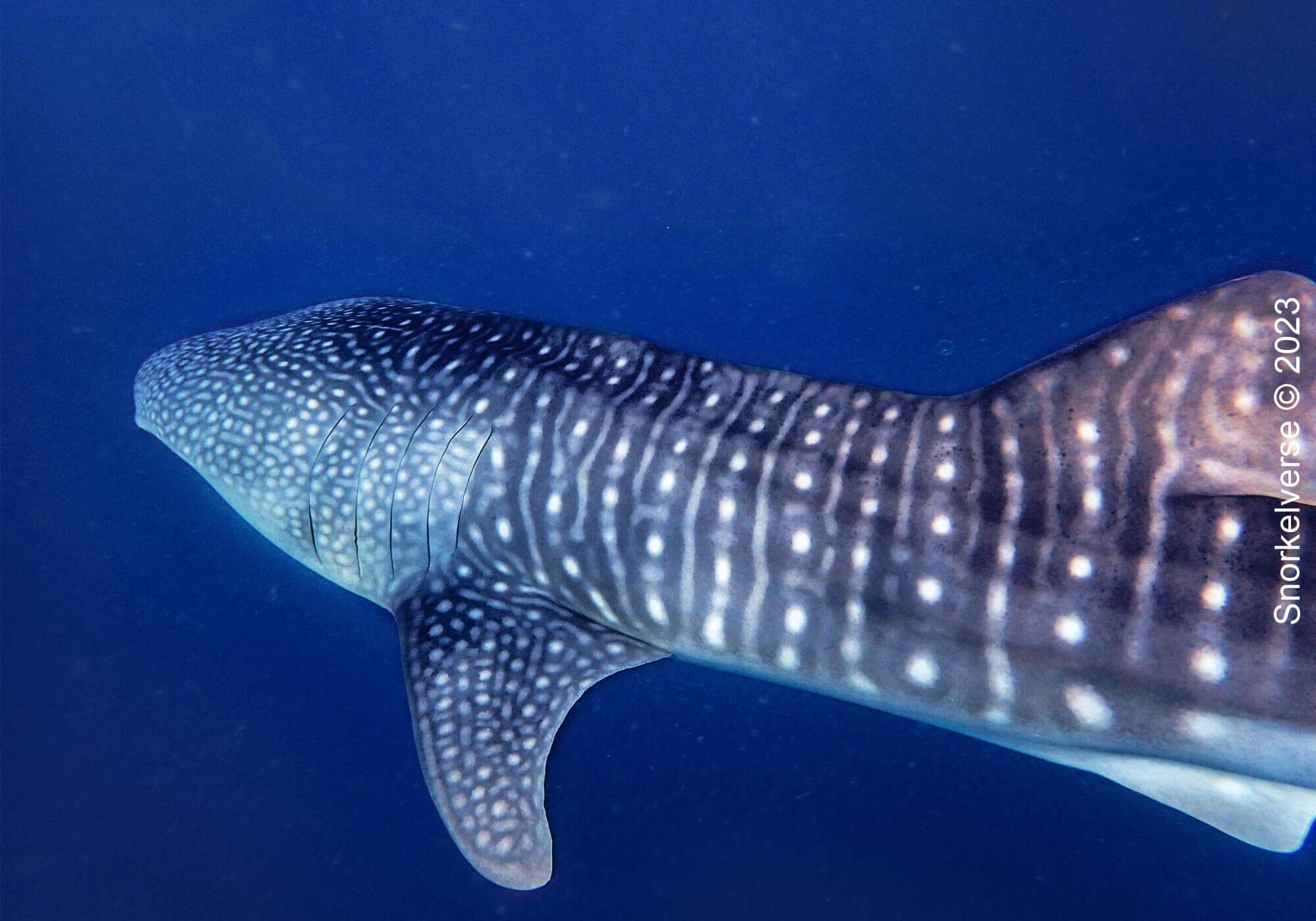 Snorkeling the Jurassic Komodo National Park, Indonesia 14 Whale Shark, Saleh Bay, Sumbawa Indonesia