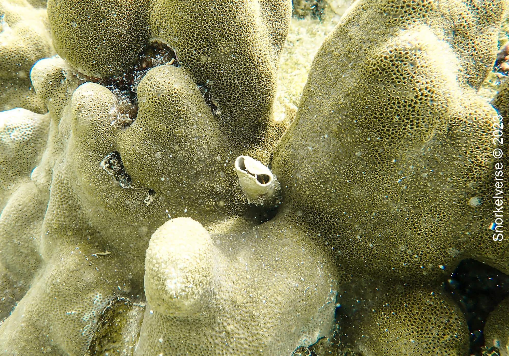 Feather Duster Worm retracted, Sunset Beach, Koh Lipe