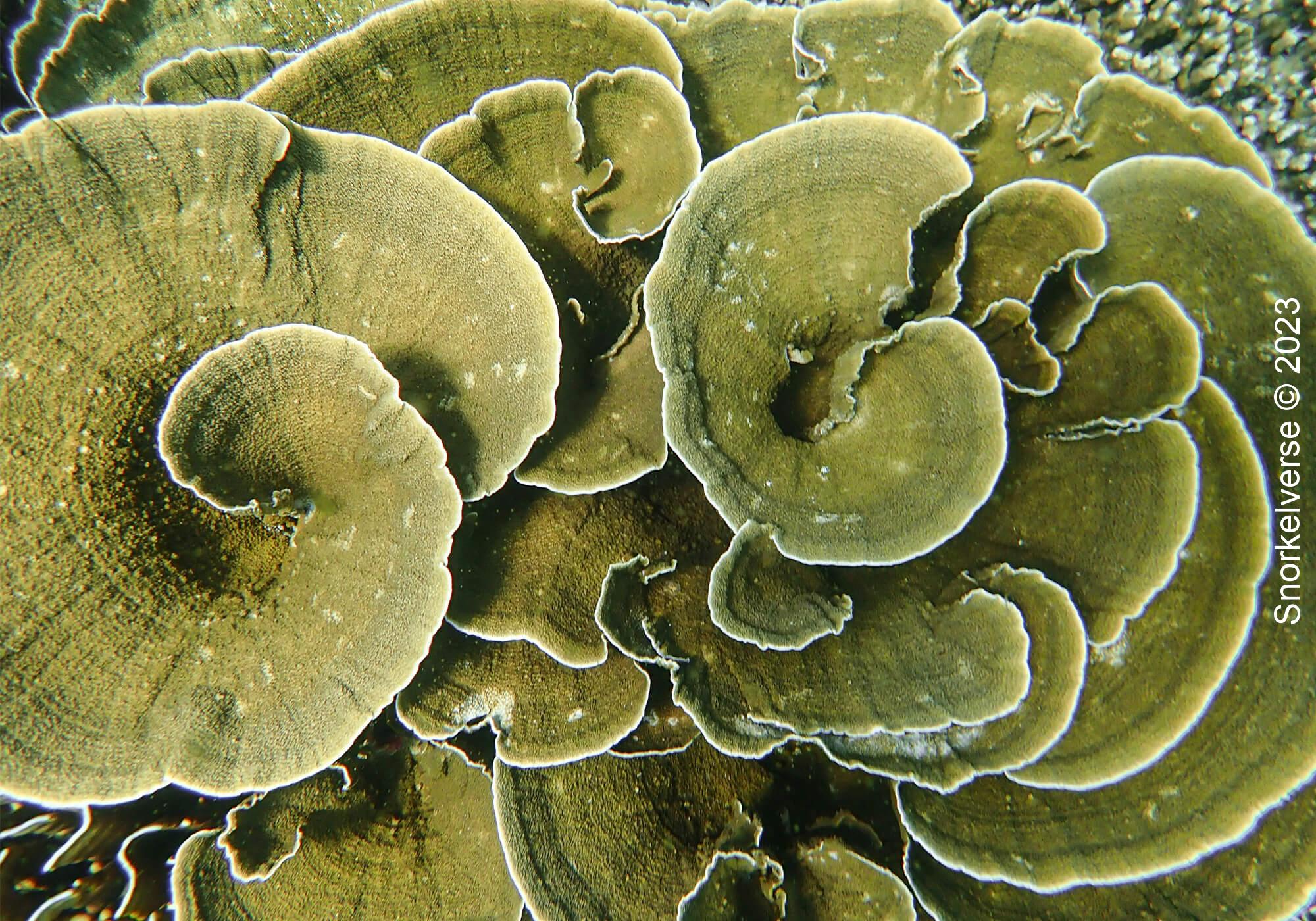 Lettuce Coral, Koh Hing Ngam, Koh Lipe, Thailand