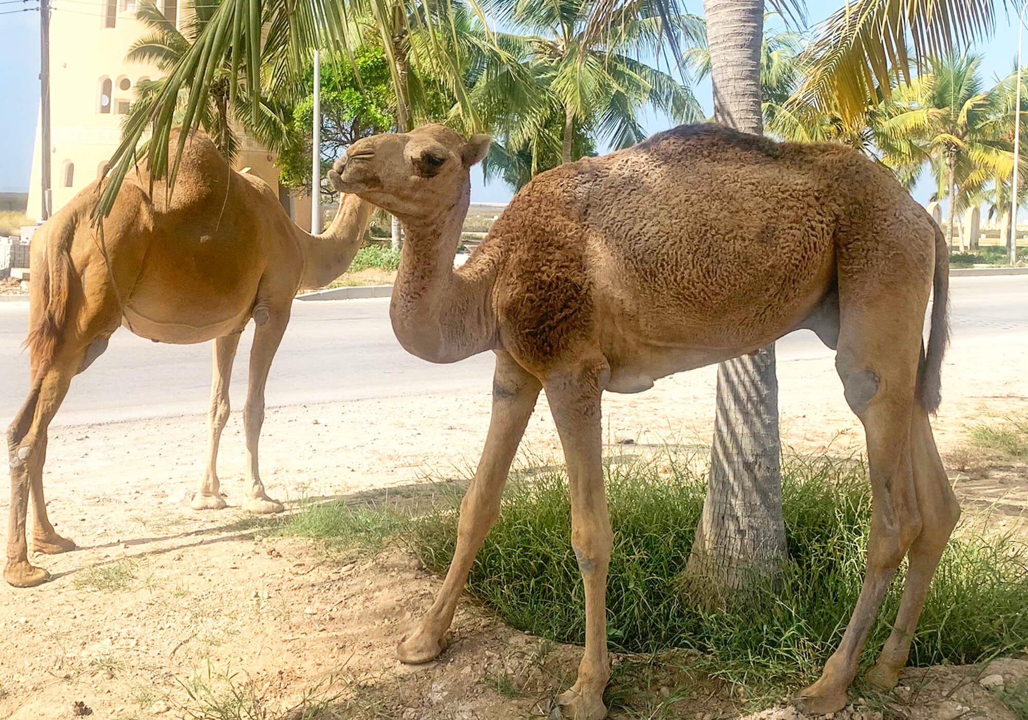 Camels, Salalah, Oman