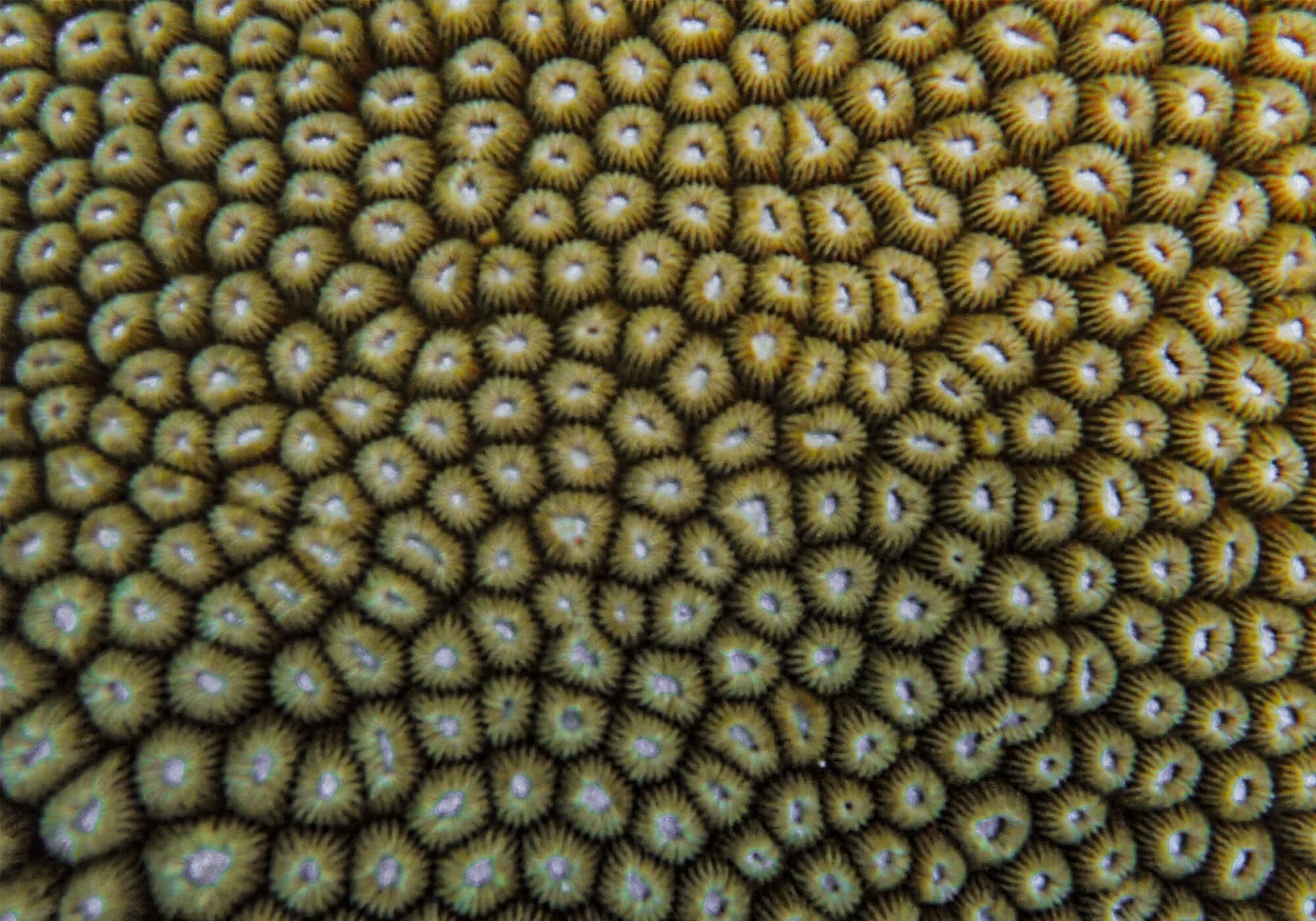 Boulder Star Coral, Koh Rok Noi, Koh Lanta National Park