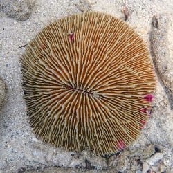 Mushroom Coral, Khai Nui, Phuket, Thailand