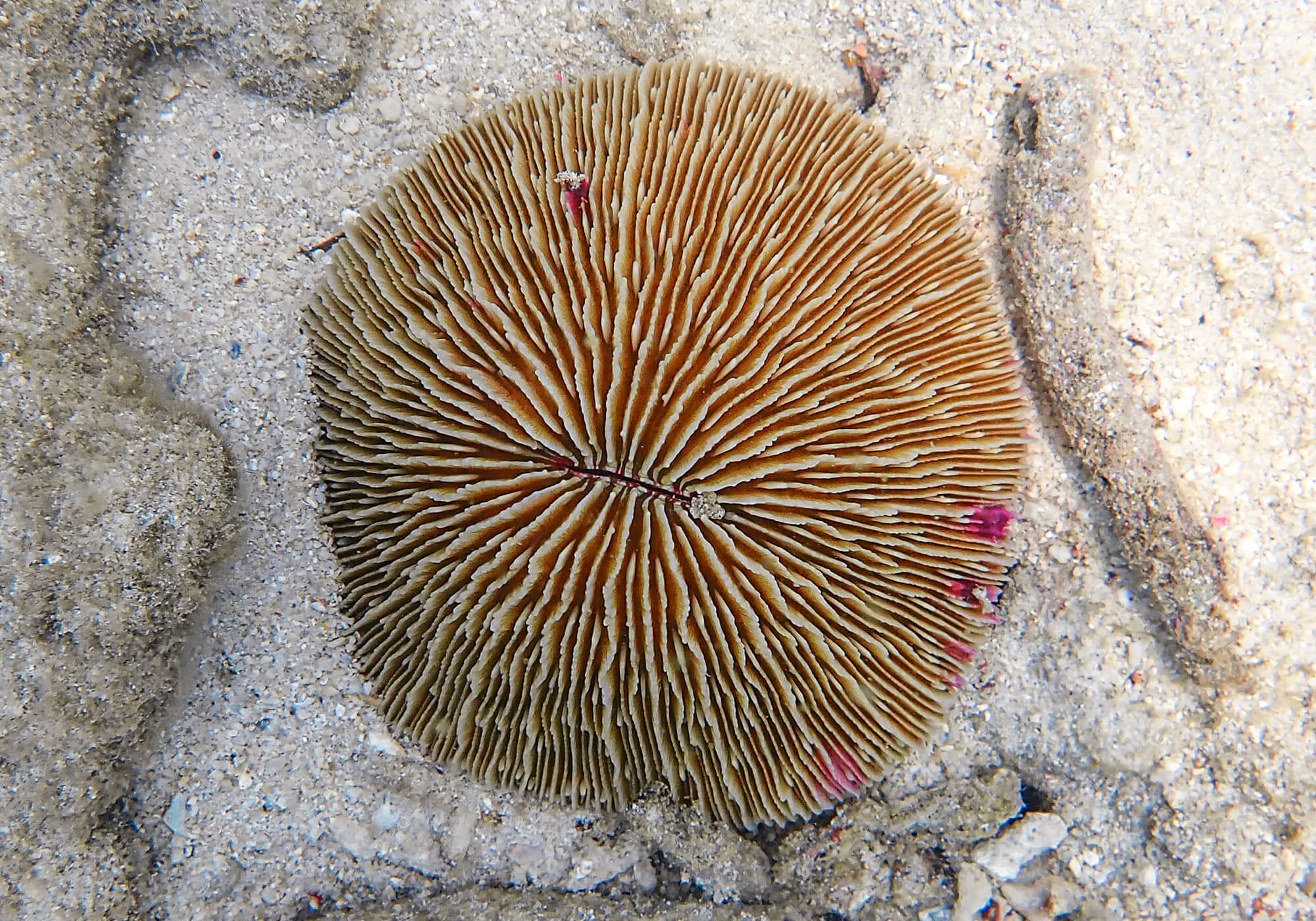 Mushroom Coral, Khai Nui, Phuket, Thailand
