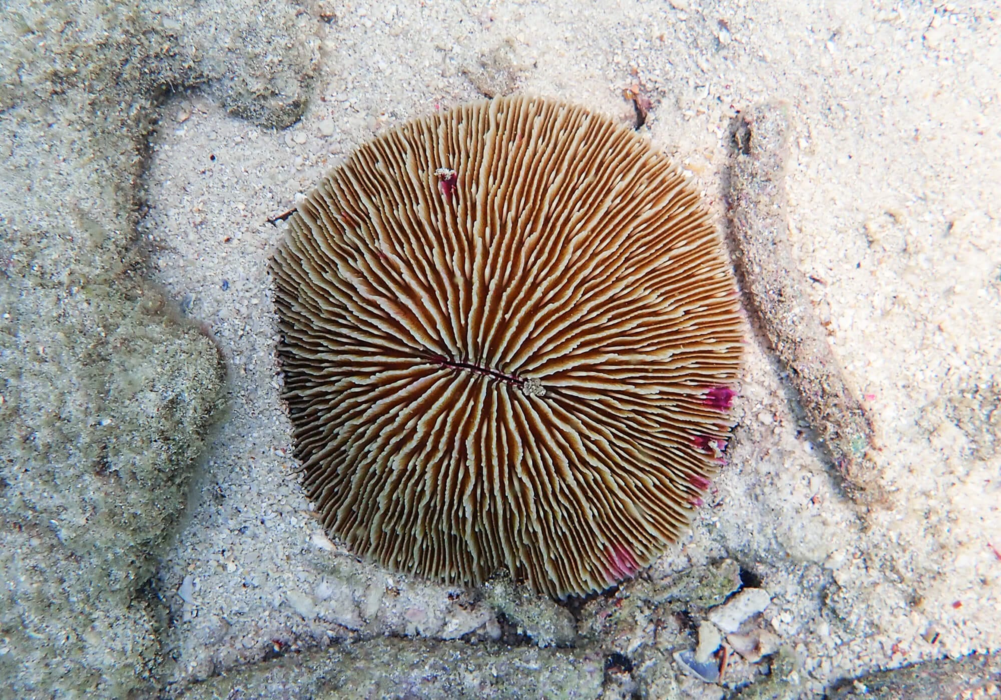 Mushroom Coral, Khai Nui, Phuket, Thailand