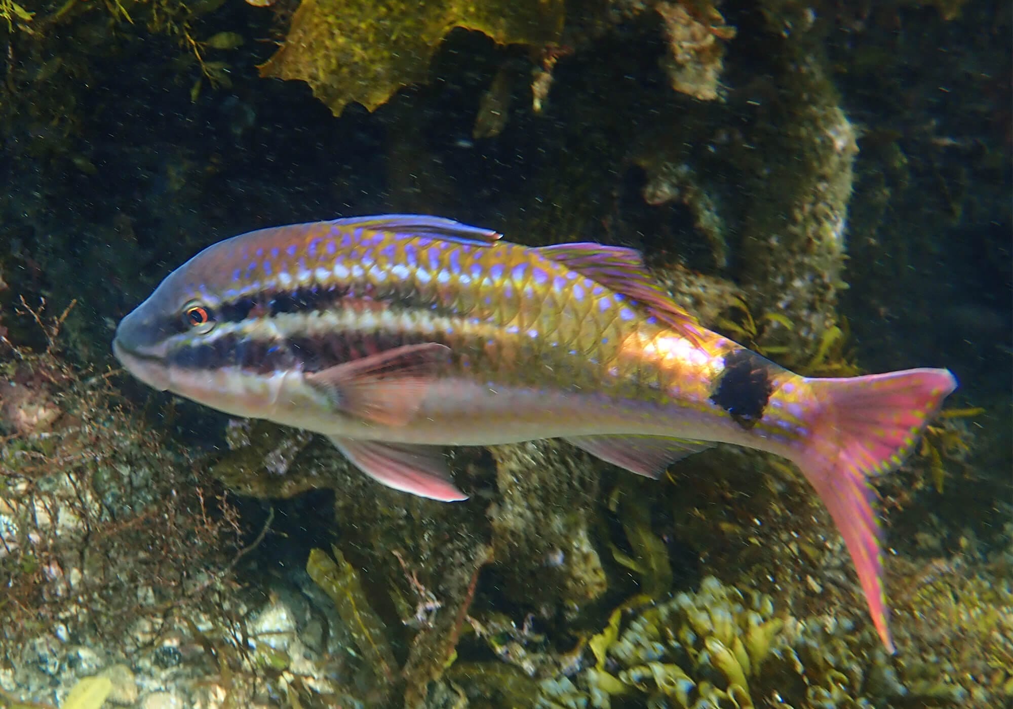 Snorkeling Shelly Beach / Cabbage Tree Bay at Manly, Sydney 48 Black-Spot Goatfish, Shelley Beach