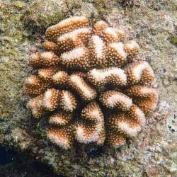 Cauliflower coral, Kata Noi Beach, Phuket