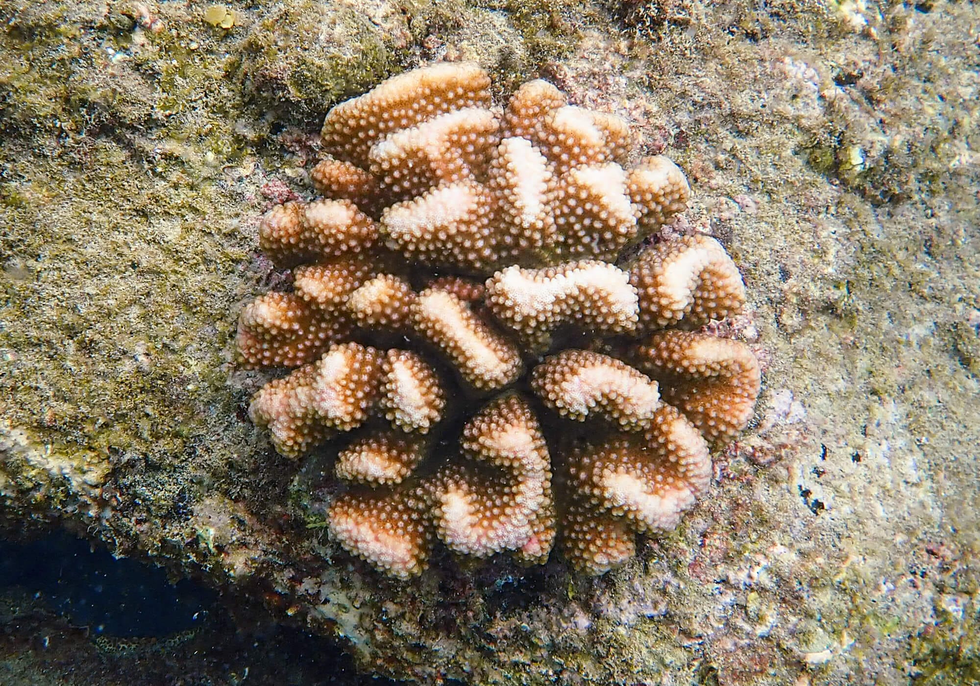 Cauliflower coral, Kata Noi Beach, Phuket