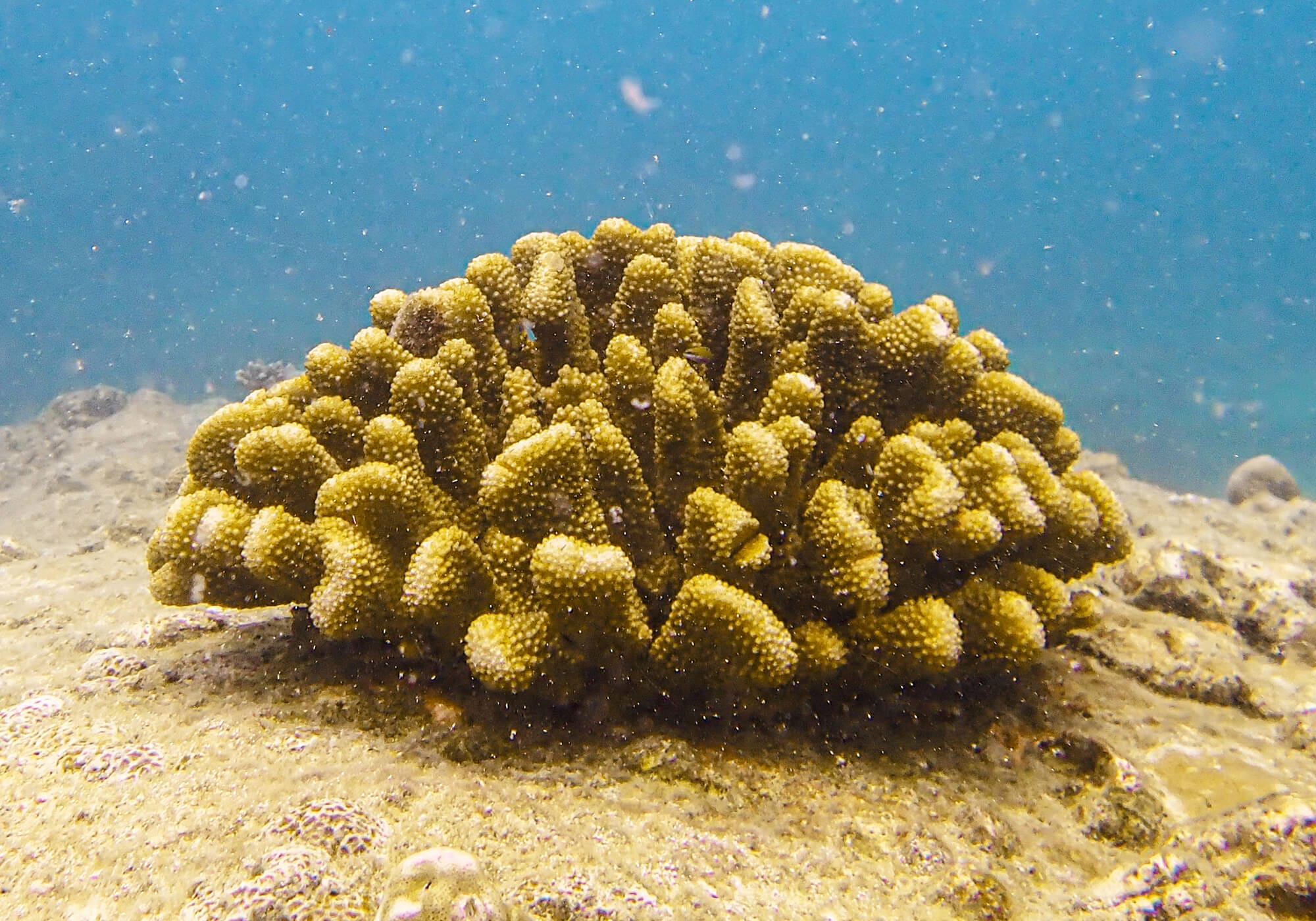 Cauliflower Coral, Kata Noi Beach