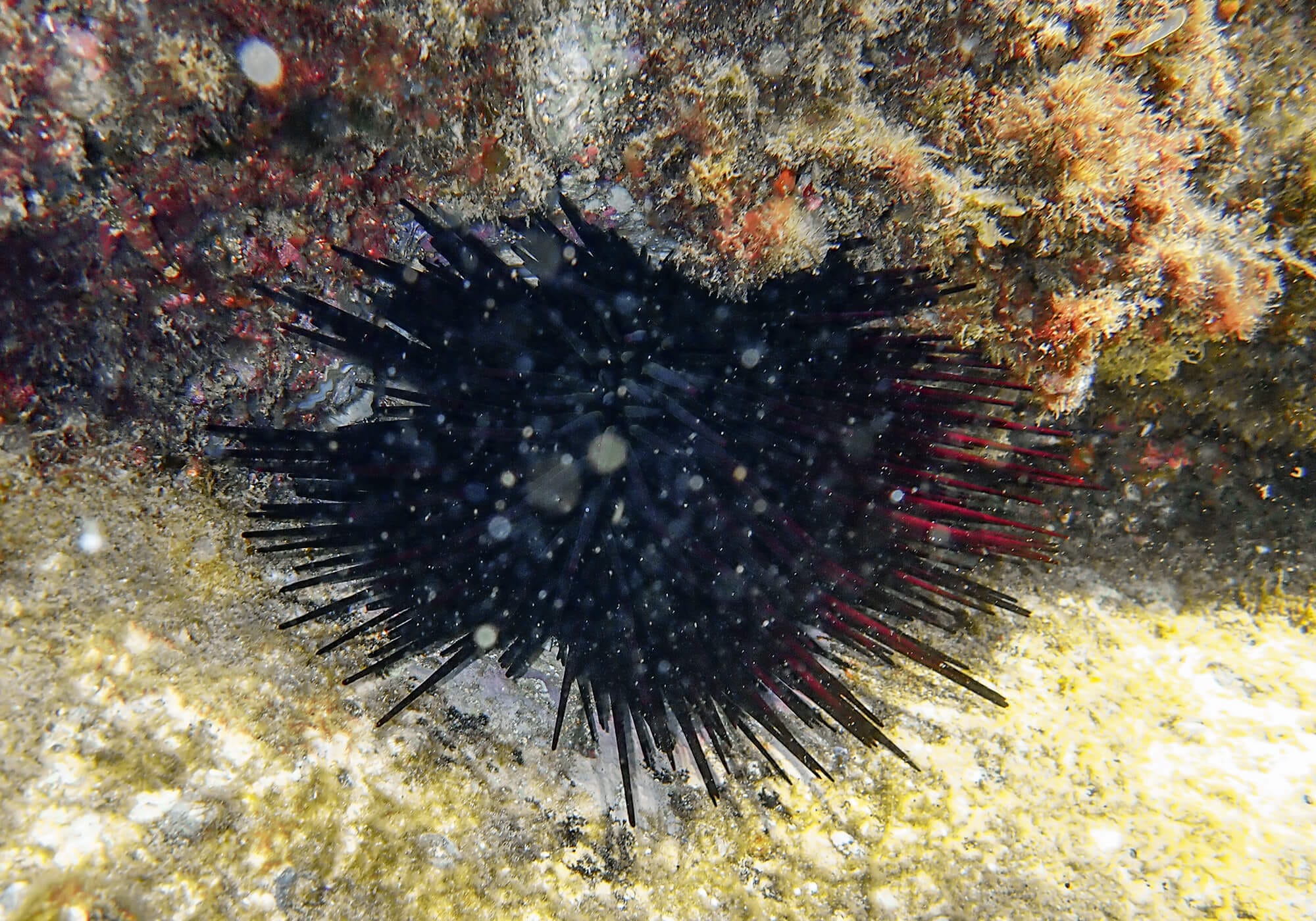 Snorkeling Shelly Beach / Cabbage Tree Bay at Manly, Sydney 36 Sea Urchin, Cabbage Tree Bay