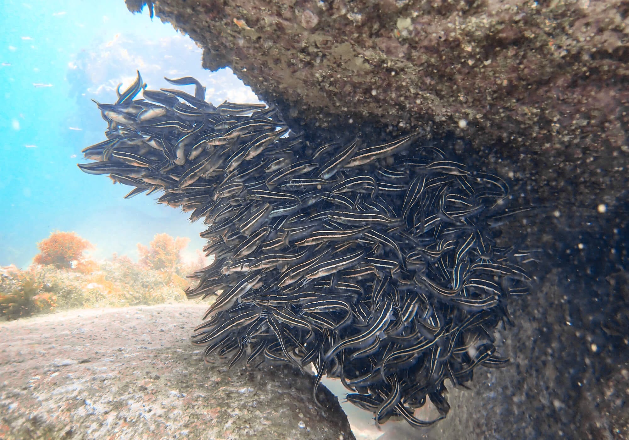 Striped Eel Catfish, Cabbage Tree Bay