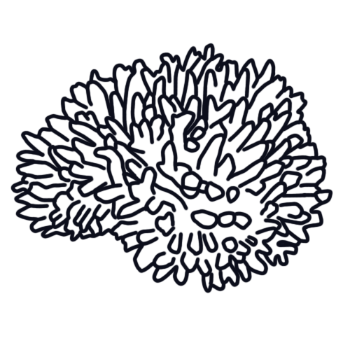Acroporidae Coral Icon