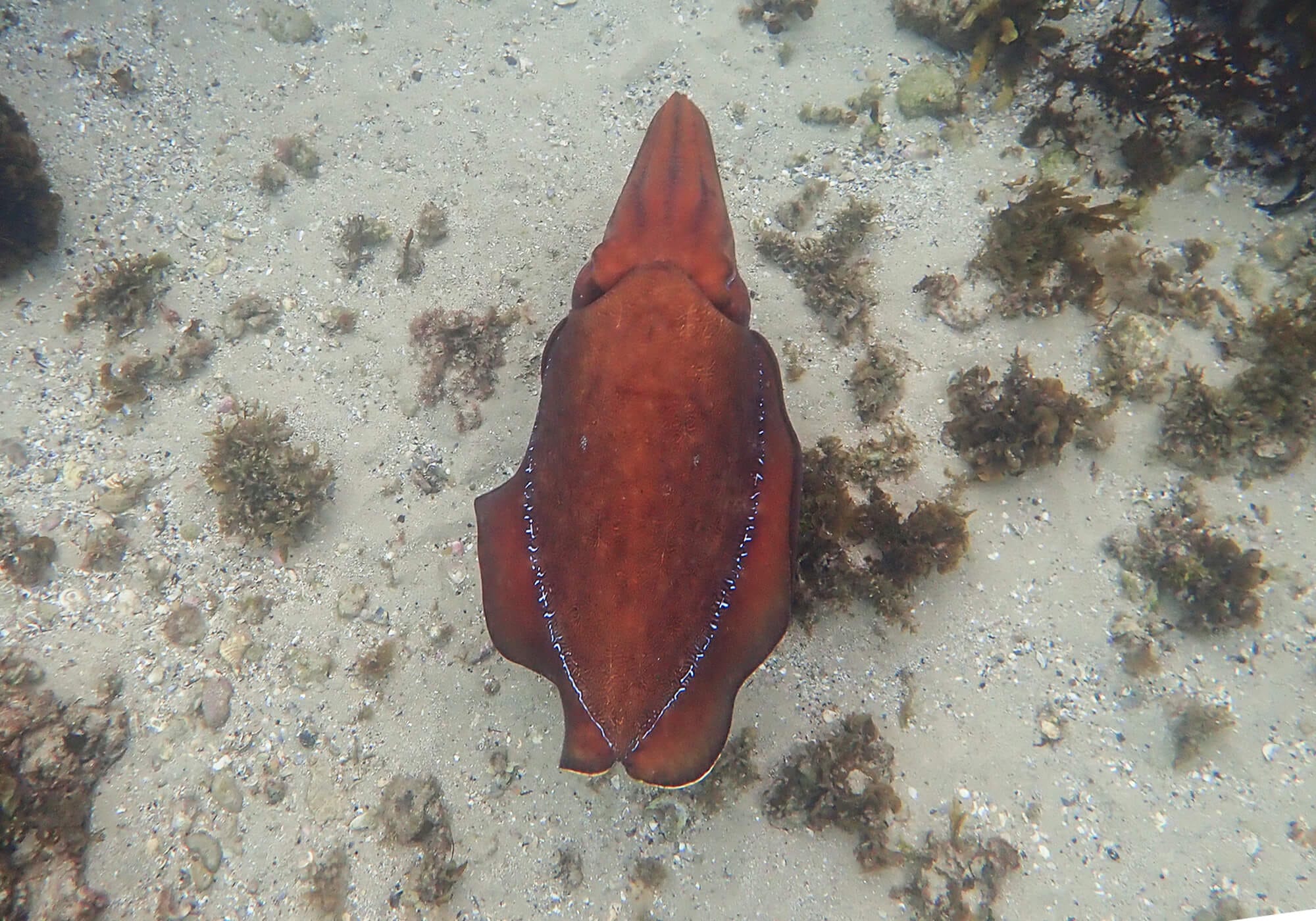 Snorkeling Shelly Beach / Cabbage Tree Bay at Manly, Sydney 53 Australian Giant Cuttlefish, Cabbage Tree Bay Nature Reserve