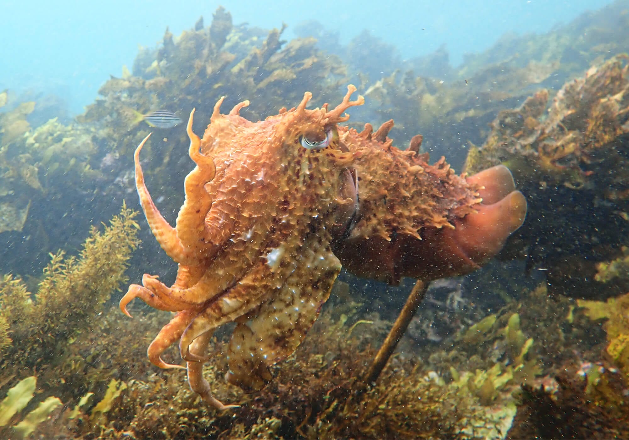 Australian Giant Cuttlefish, Cabbage Tree Bay, Sydney