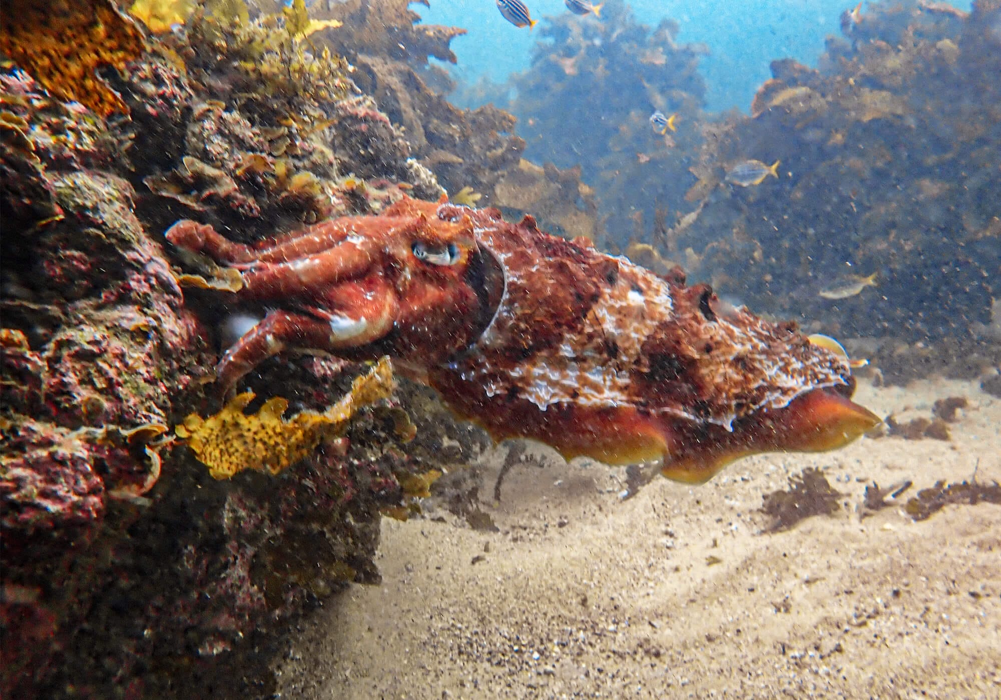 Snorkeling Shelly Beach / Cabbage Tree Bay at Manly, Sydney 52 Australian Giant Cuttlefish, Cabbage Tree Bay Nature Reserve