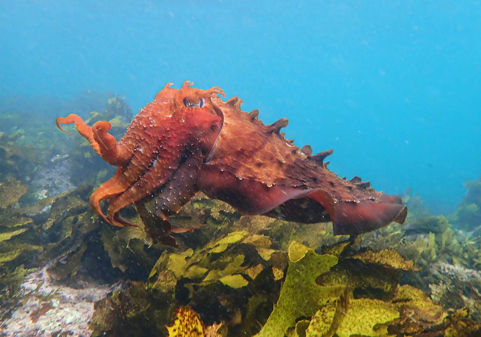 Snorkeling Shelly Beach / Cabbage Tree Bay at Manly, Sydney 51 Australian Giant Cuttlefish, Cabbage Tree Bay Nature Reserve