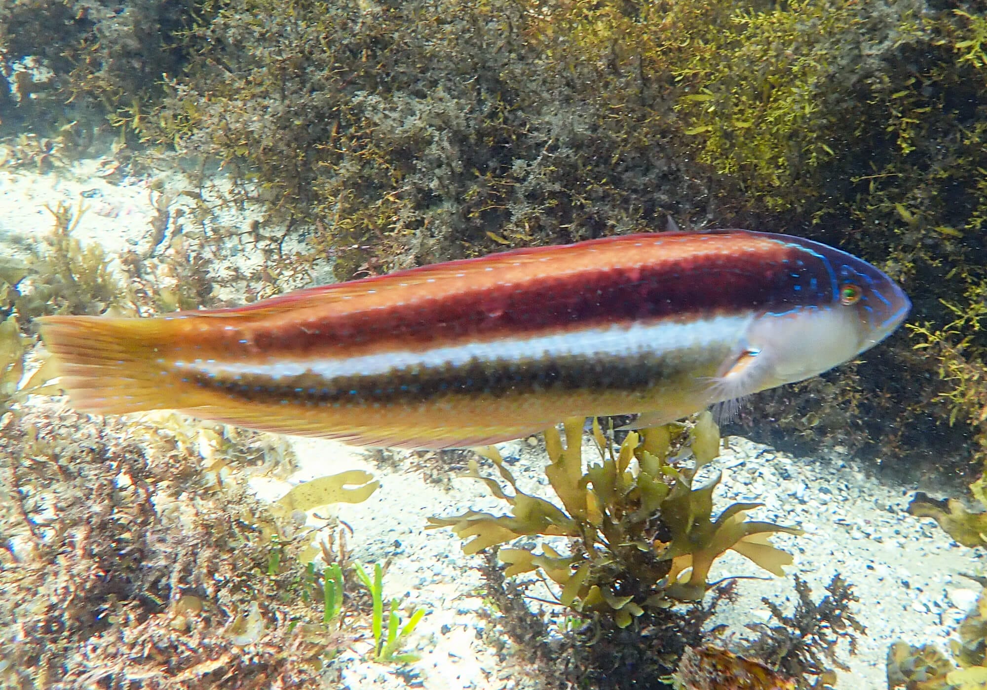 Snorkeling Shelly Beach / Cabbage Tree Bay at Manly, Sydney 55 Maori Wrasse, Cabbage Tree Bay