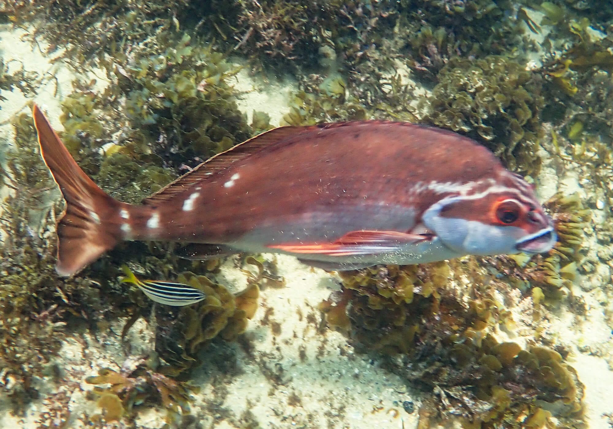 Snorkeling Shelly Beach / Cabbage Tree Bay at Manly, Sydney 56 Rad Morwong, Cabbage Tree Bay