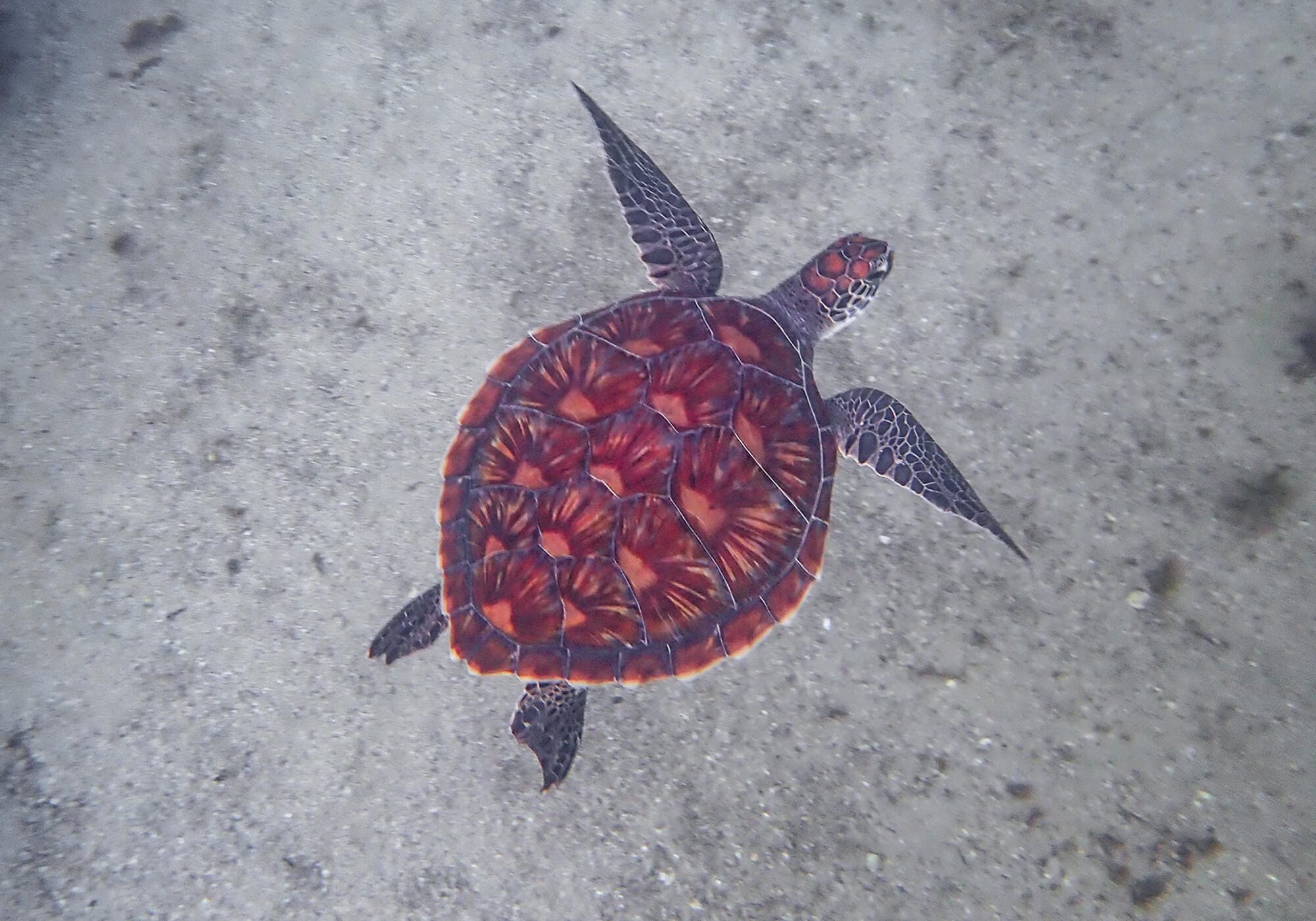 Hawksbill Turtle, Cabbage Tree Bay