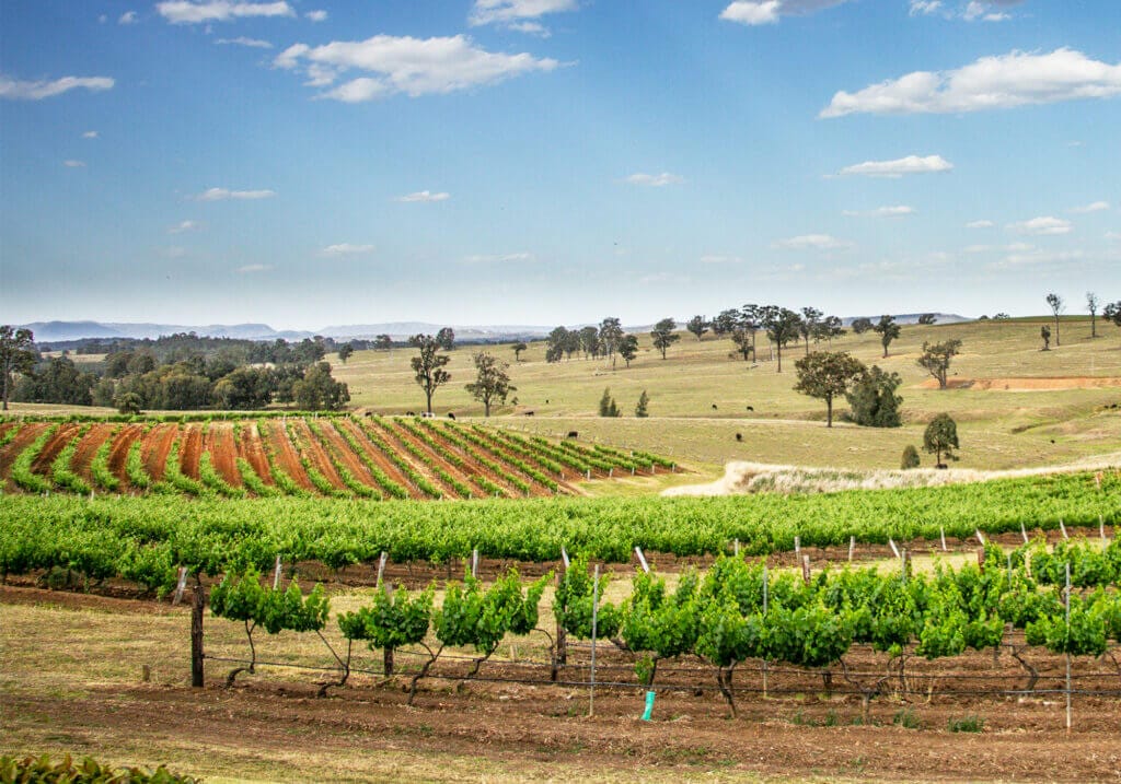 Vineyard, Hunter Valley, NSW