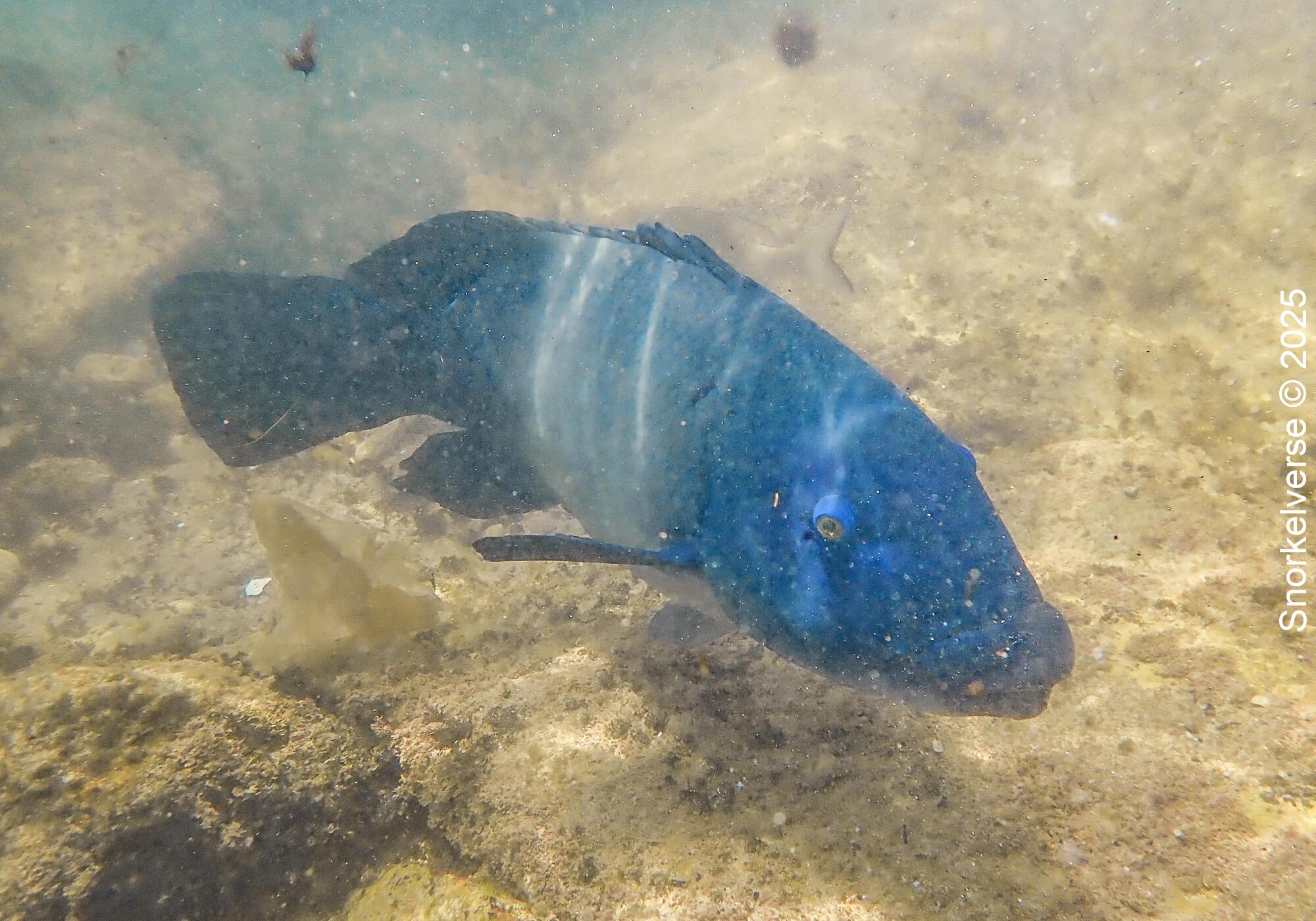 Snorkeling Clovelly Beach, Sydney 27 Eastern Blue Groper, Clovelly, Sydney