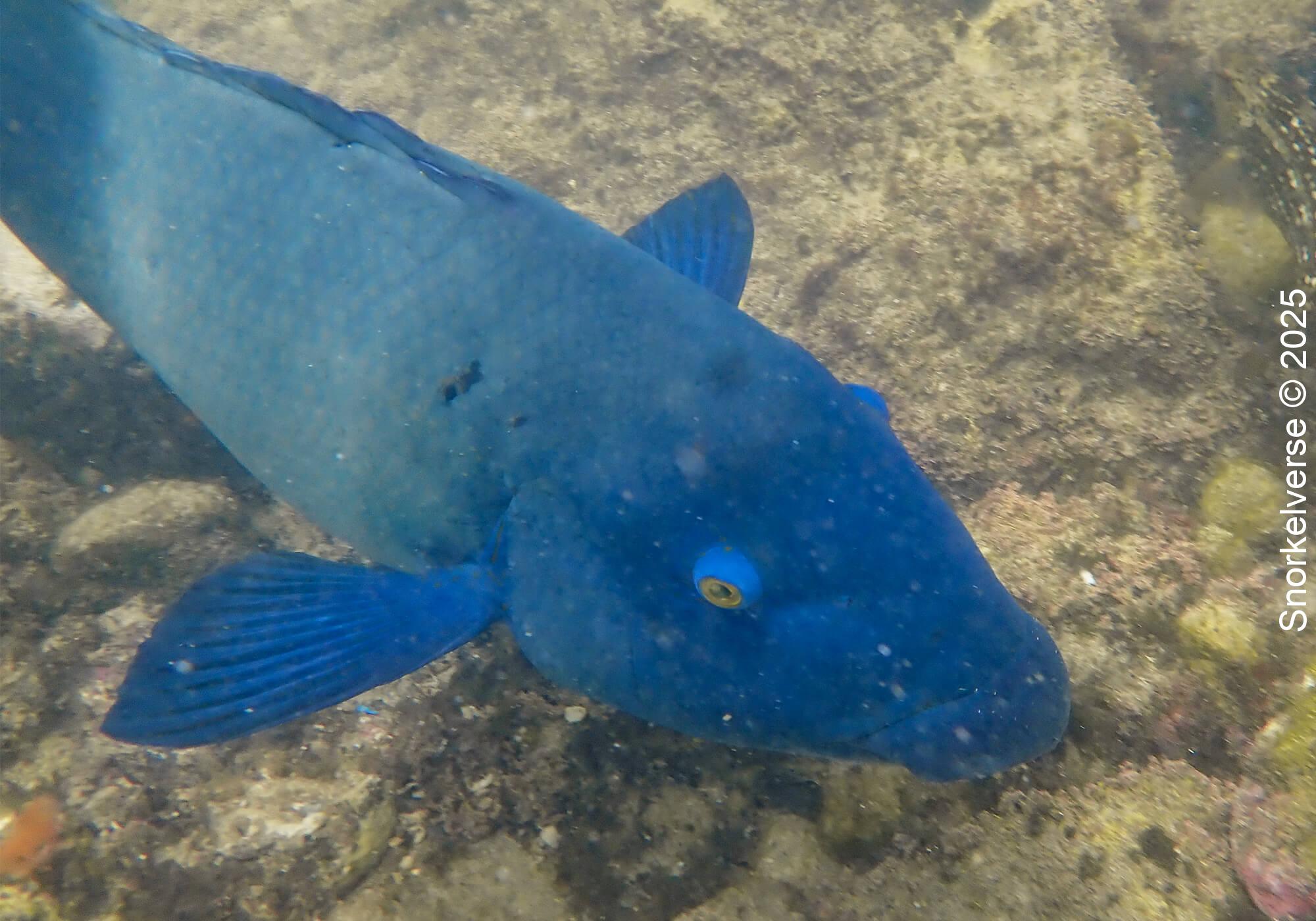 Snorkeling Clovelly Beach, Sydney 26 Eastern Blue Groper, Clovelly, Sydney