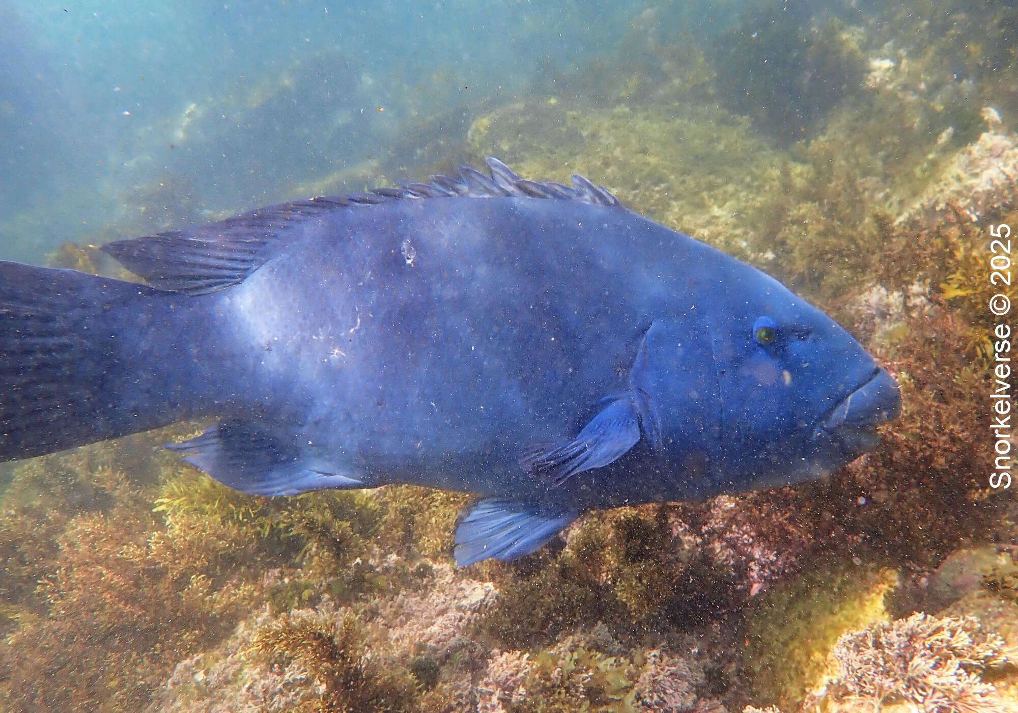 Snorkeling Clovelly Beach, Sydney 25 Eastern Blue Groper, Clovelly, Sydney