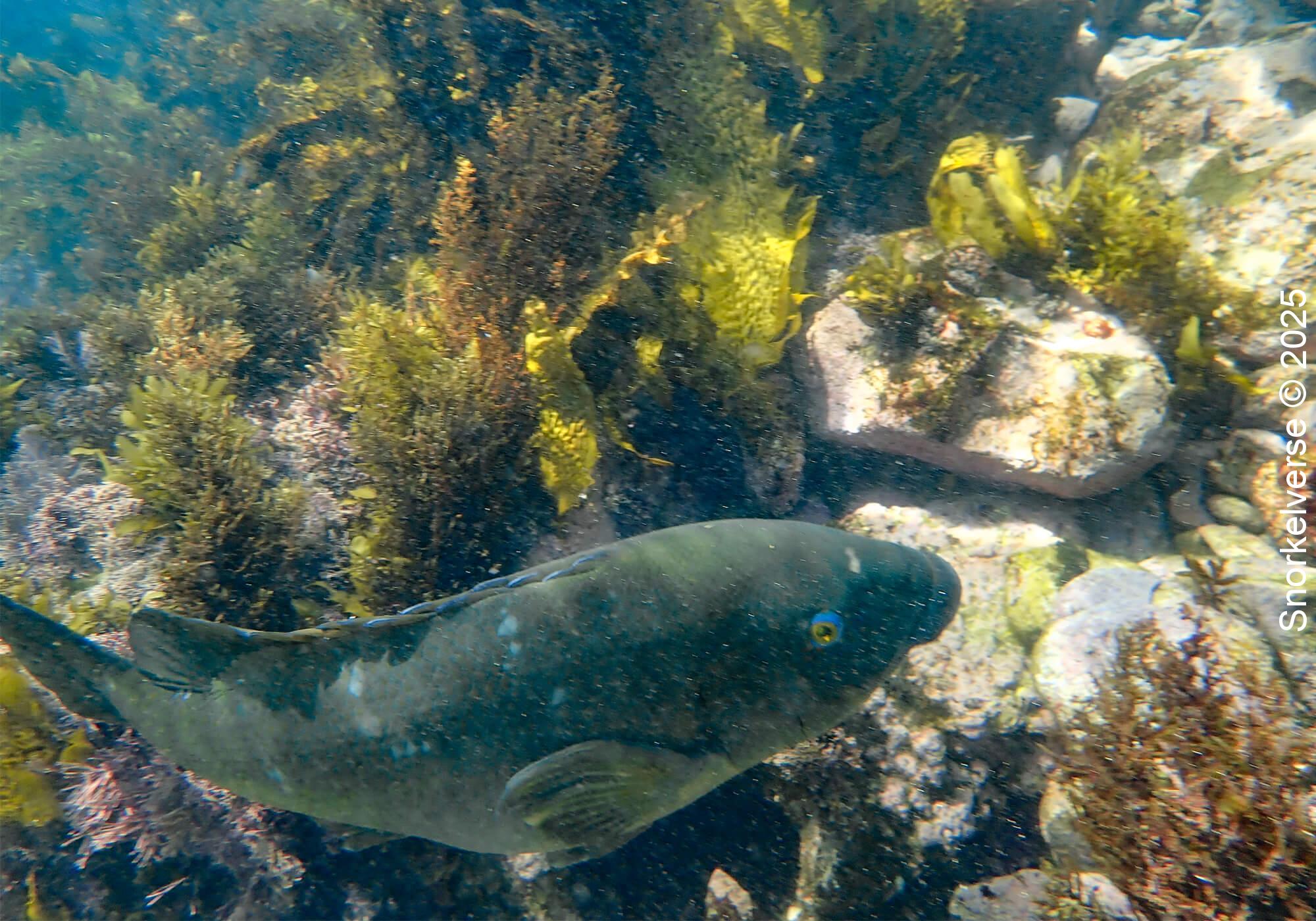 Snorkeling Clovelly Beach, Sydney 38 Juvenile Eastern Blue Groper, Clovelly, Sydney