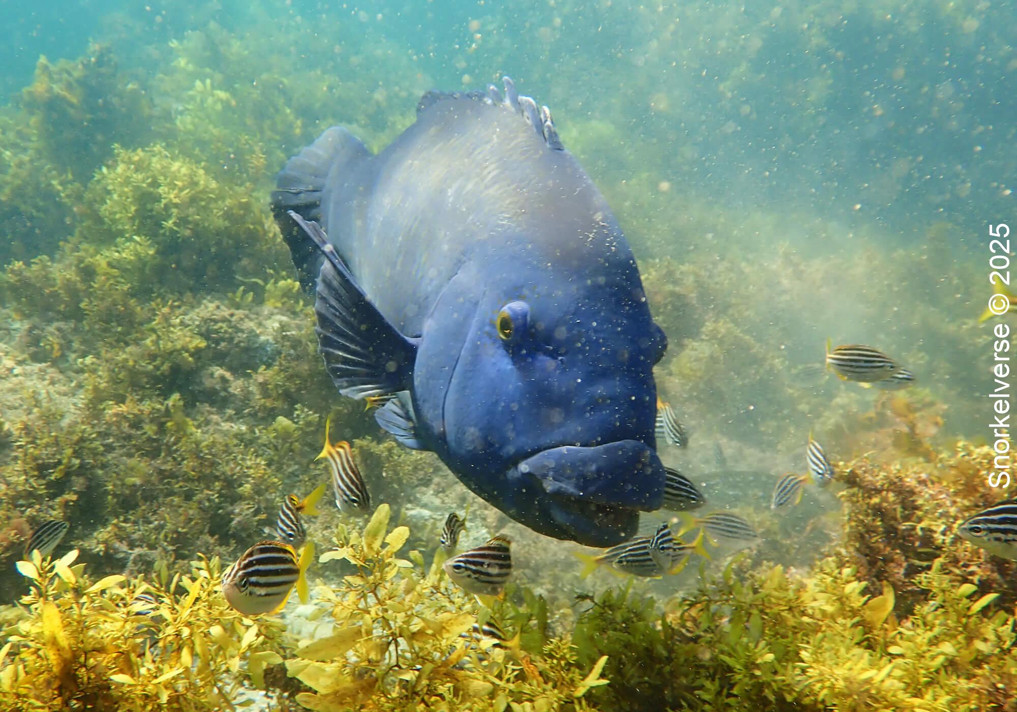 Snorkeling Shelly Beach / Cabbage Tree Bay at Manly, Sydney 39 Blue Eastern Groper, Shelly Beach, Manly, Sydney