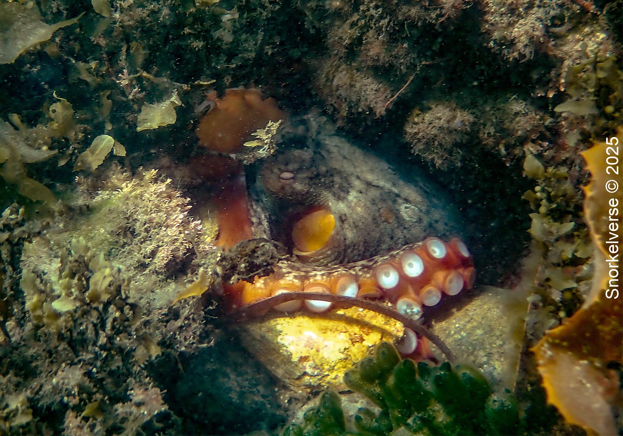 Snorkeling the magical Fly Point, Nelson Bay, Port Stephens 42 Common Octopus, Fly Point, Nelson Bay