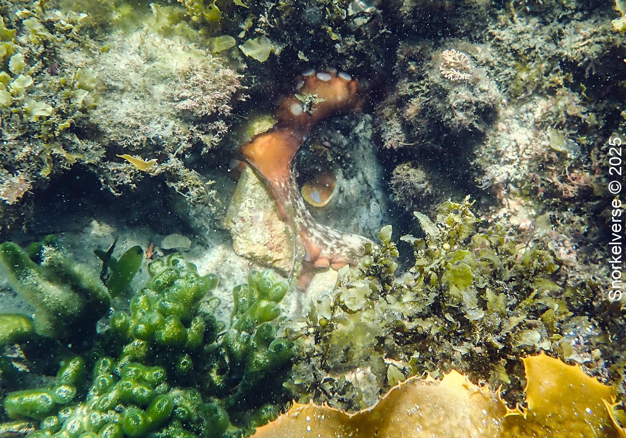 Snorkeling the magical Fly Point, Nelson Bay, Port Stephens 43 Common Octopus, Fly Point, Nelson Bay, NSW