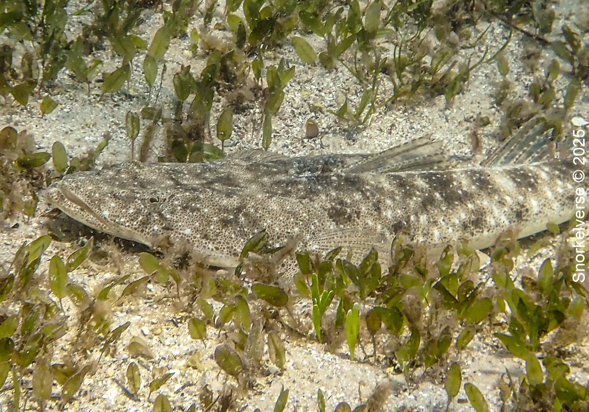 Snorkeling Shelly Beach / Cabbage Tree Bay at Manly, Sydney 65 Dusky Flathead, Cabbage Tree Bay, Manly
