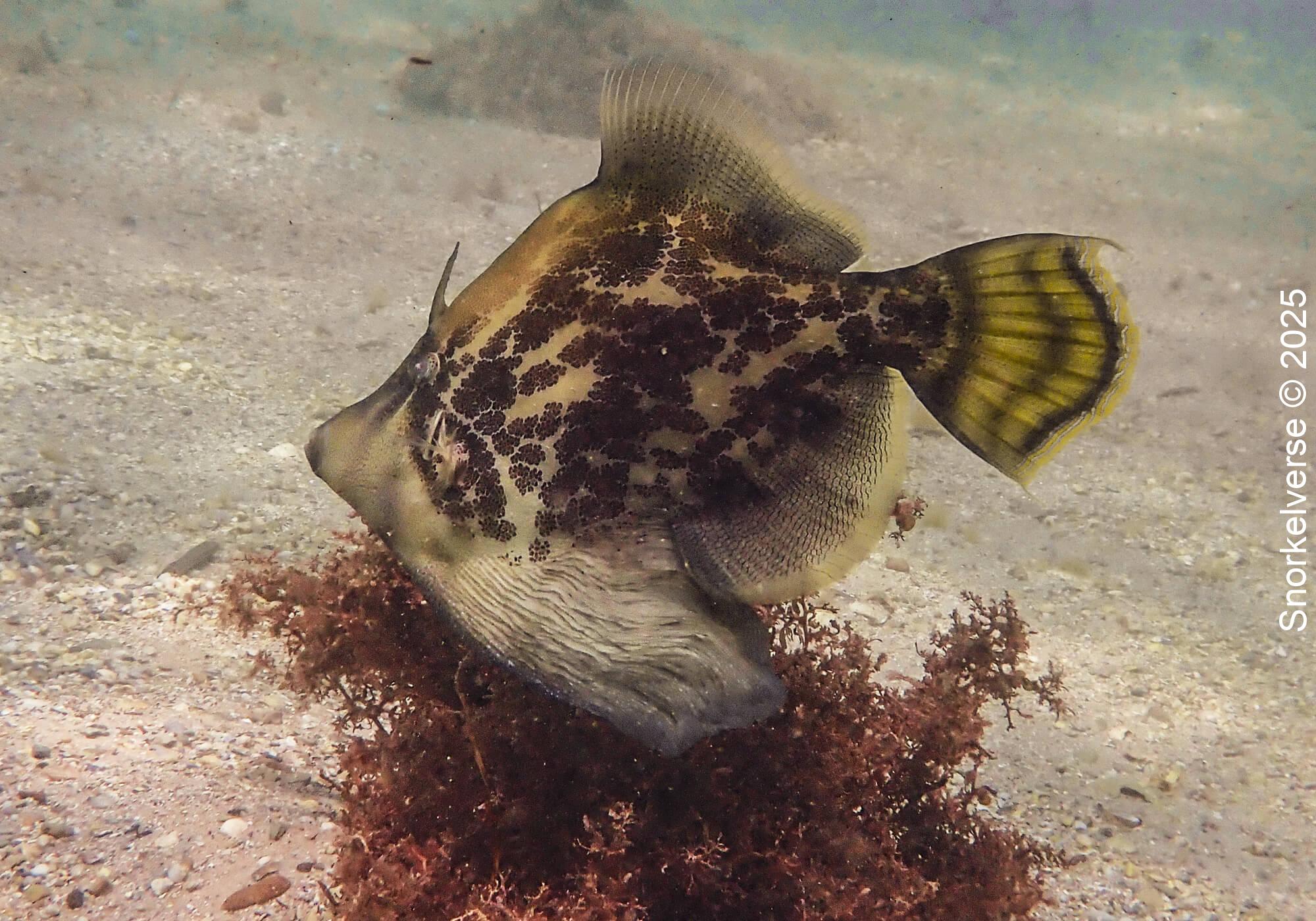 Snorkeling Shelly Beach / Cabbage Tree Bay at Manly, Sydney 49 Fan Bellied Leatherjacket, Shelly Beach, Manly