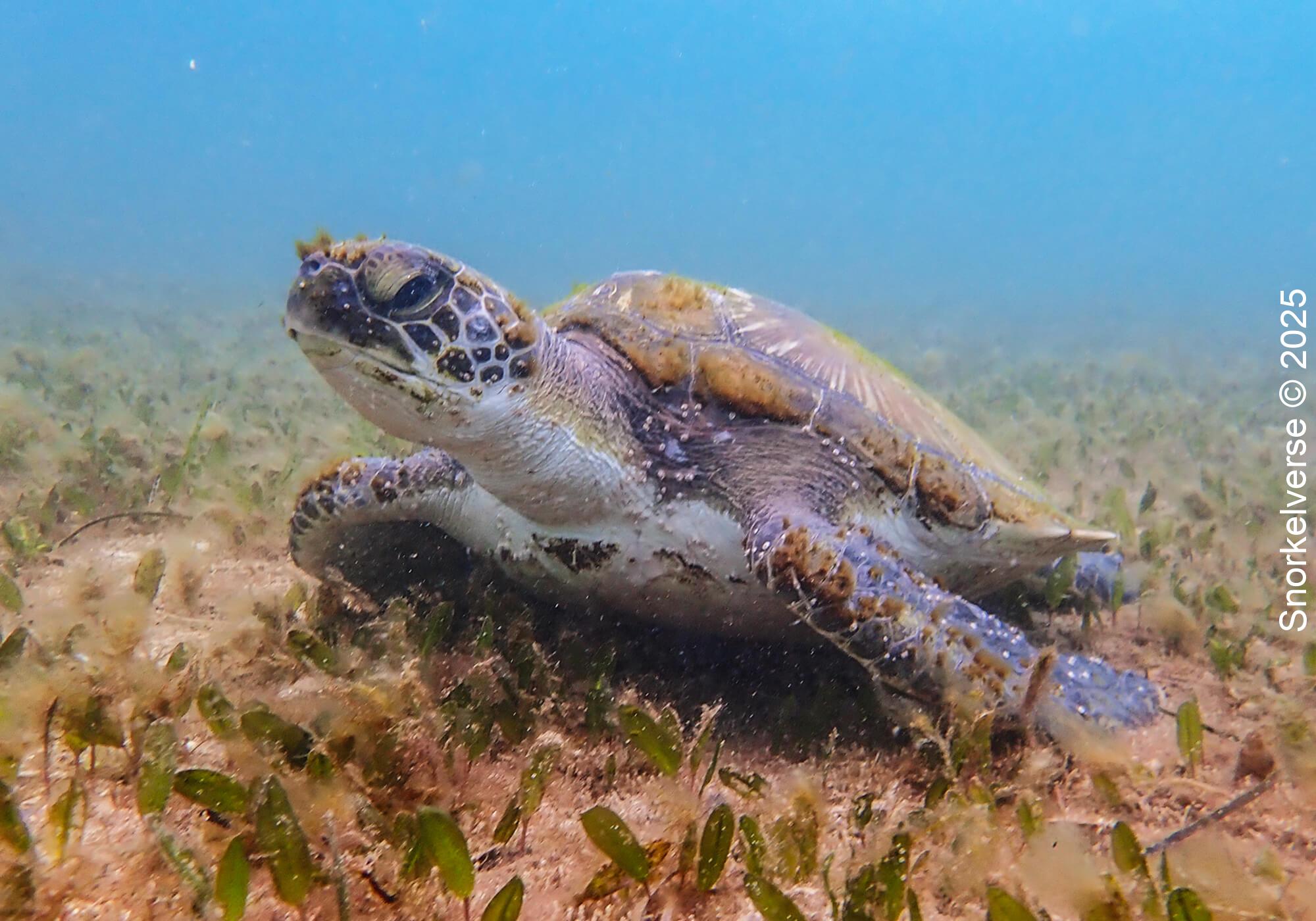 Snorkeling Shelly Beach / Cabbage Tree Bay at Manly, Sydney 41 Green Turtle, Cabbage Tree Bay, Manly, Sydney